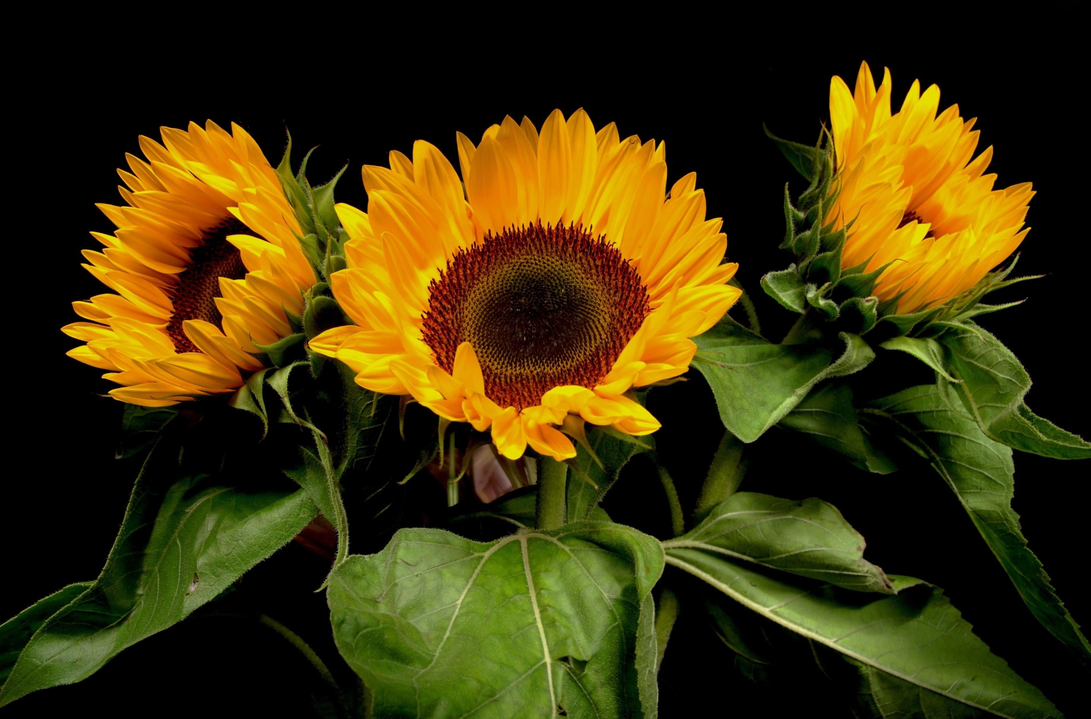 flower arrangement, black background, yellow, agriculture, leaf, vulnerability, bright, green Color, petal, close-up, seed, macro, beauty In Nature, field, HD Wallpaper