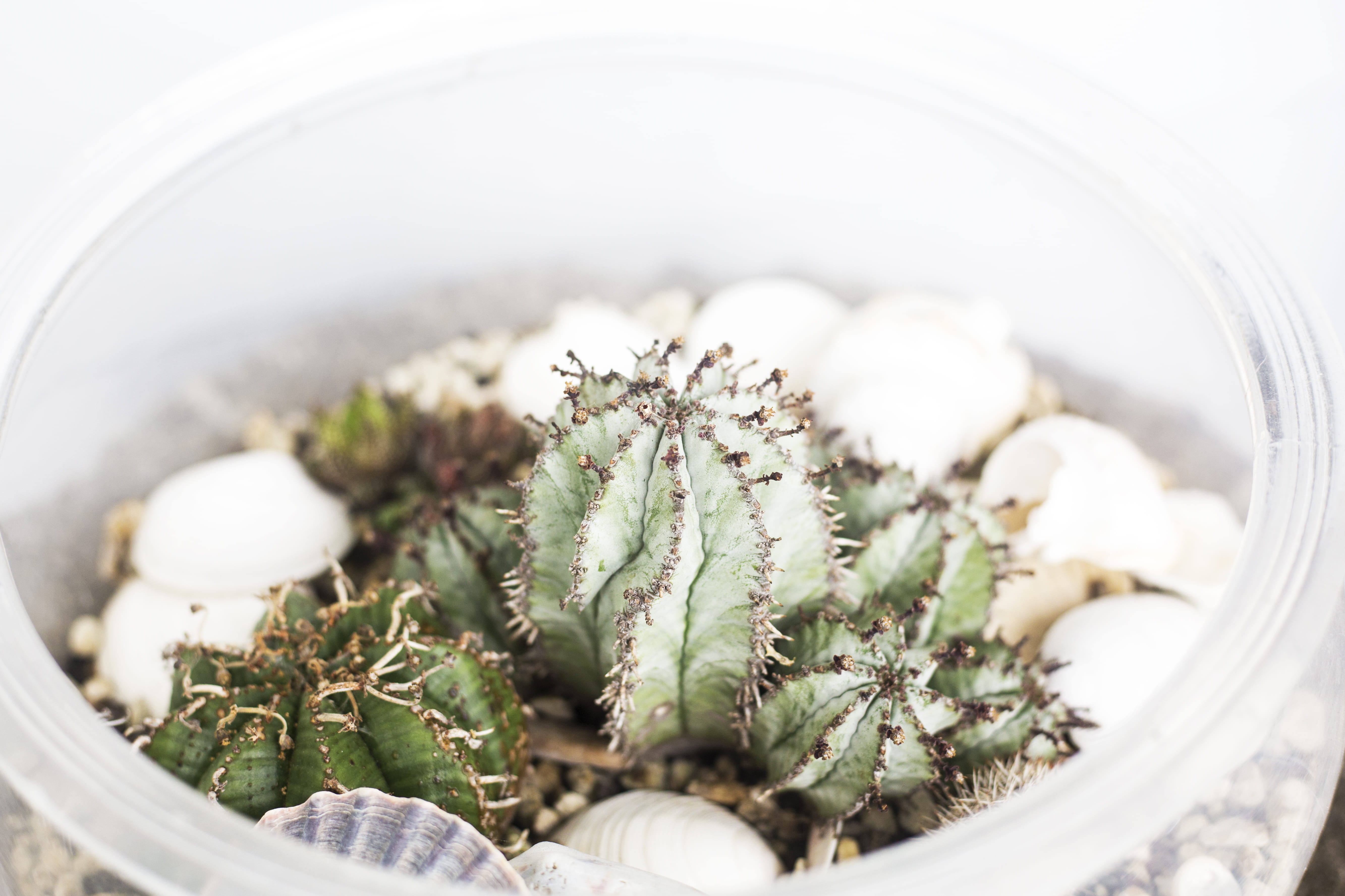 freshness, potted plant, succulent, plant part, cacti, decor, healthcare and medicine, lavender, seasoning, fern, selective focus, cactus, leaf, growth, HD Wallpaper