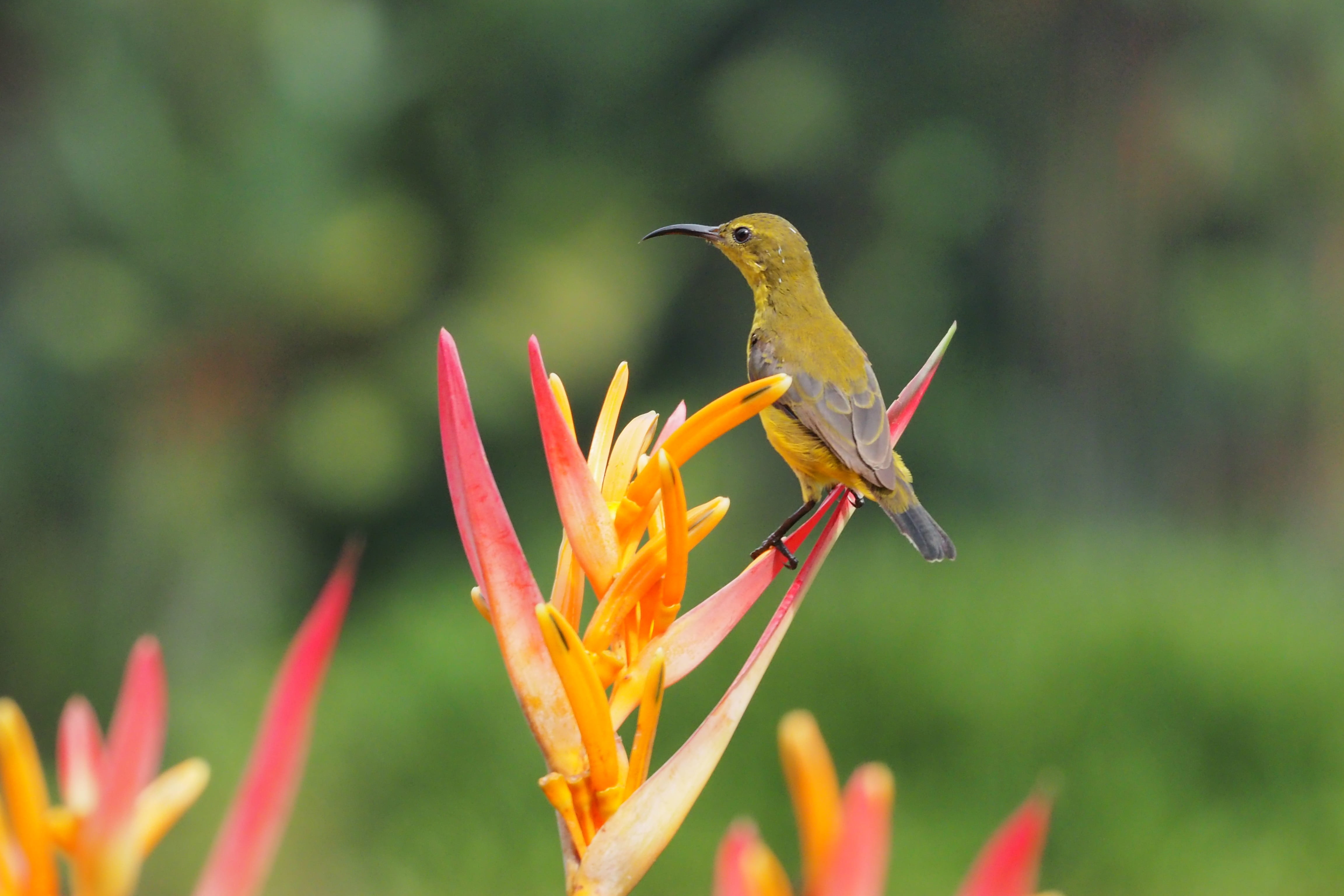 beauty in nature, animal wildlife, beautiful, small, bird, flower head, 4K, sunbird, pollination, perching, cute, hummingbird, one animal, vertebrate, HD Wallpaper