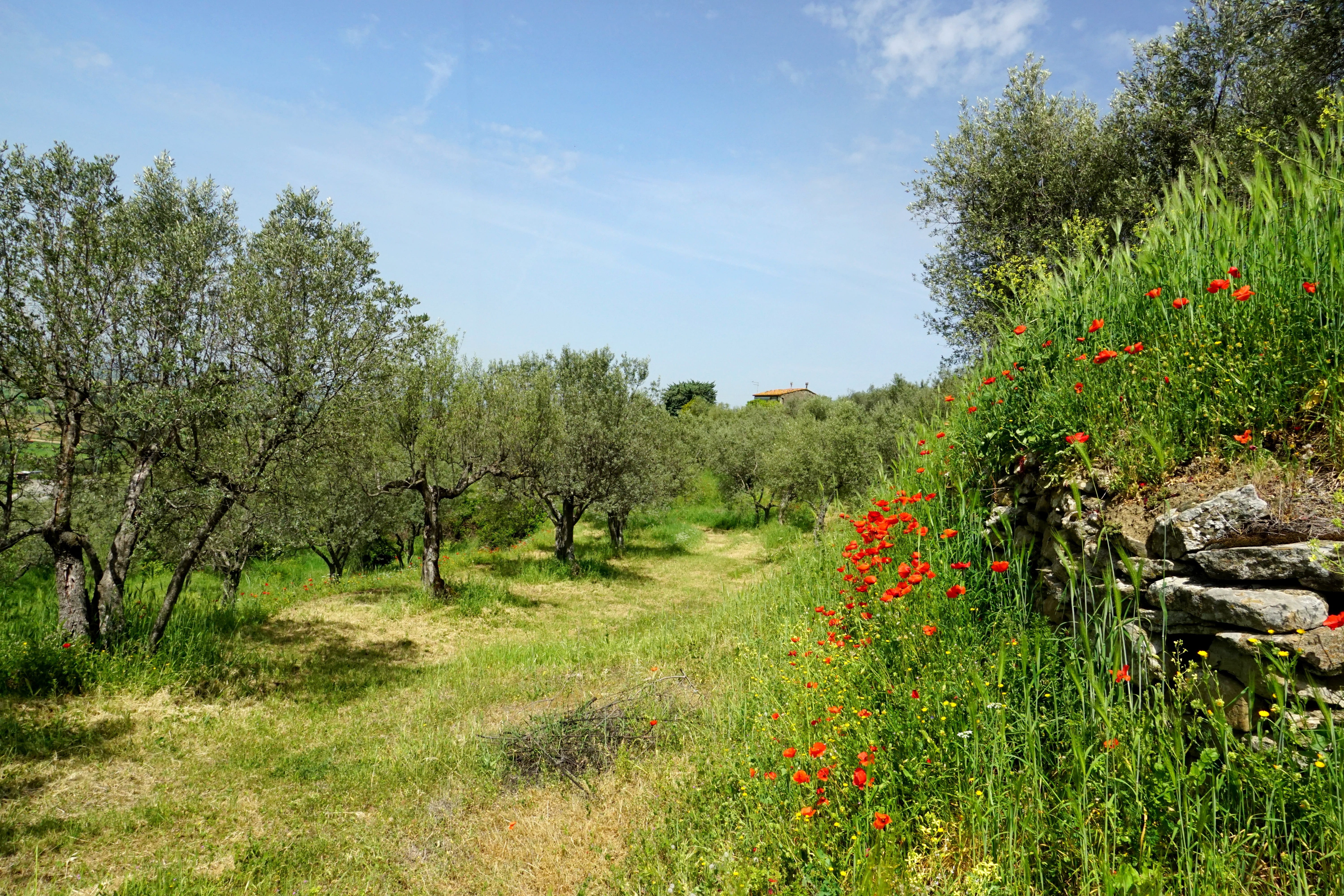 sky, tree, scenics - nature, landscape, land, growth, klatschmohn, tranquility, blue, beauty in nature, trees, 5K, field, olive trees, grass, outdoors, HD Wallpaper