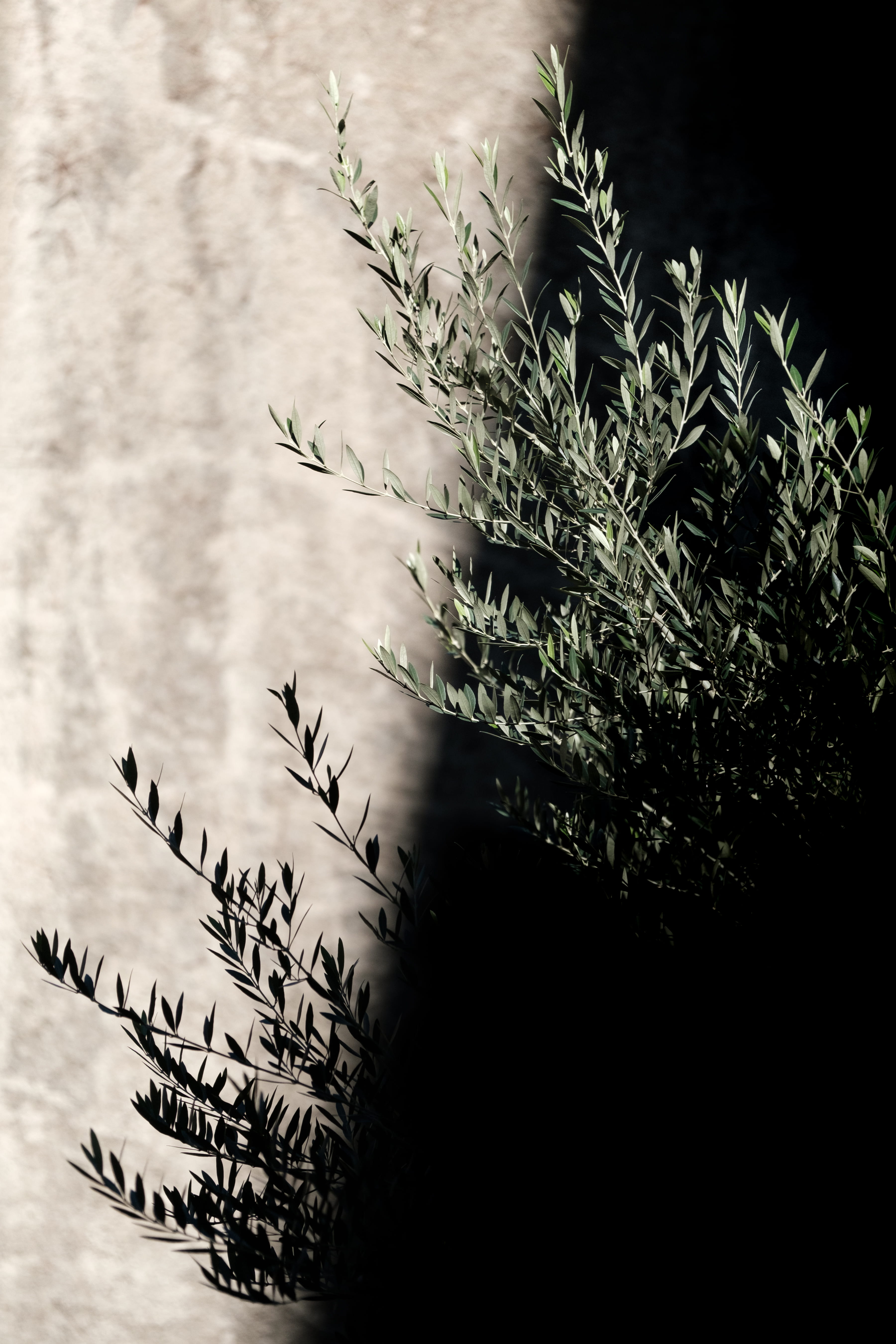 text, stalk, plant, sunlight, olive tree, leaf, old tree, stone, tree, branch, no people, photo, plant stem, green, close-up, selected, focus, plant part, Phone HD Wallpaper