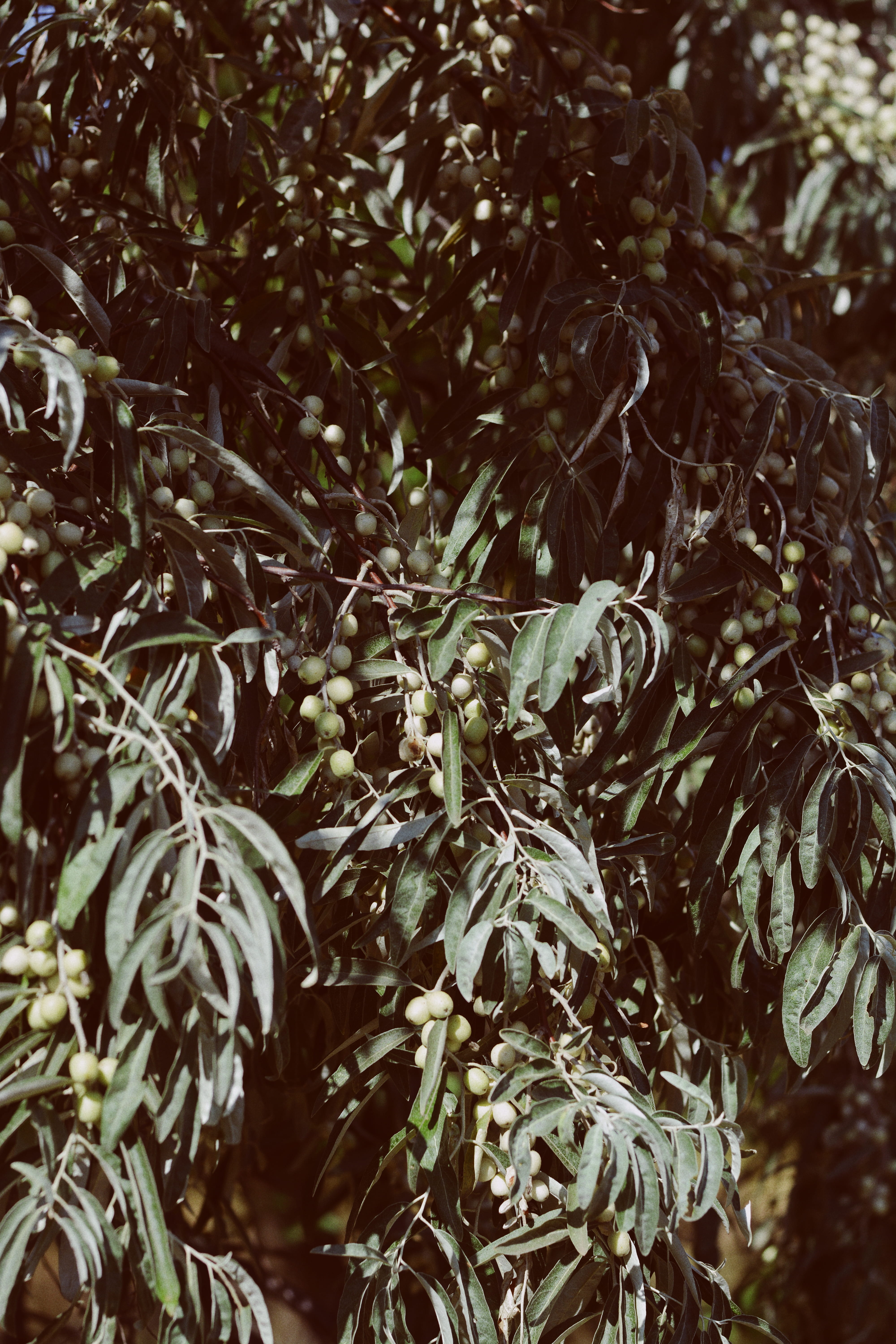 5K, plant part, beauty in nature, nature, olive tree, branch, forest, olive branch, botanical, nature, focus on foreground, tree, Phone HD Wallpaper