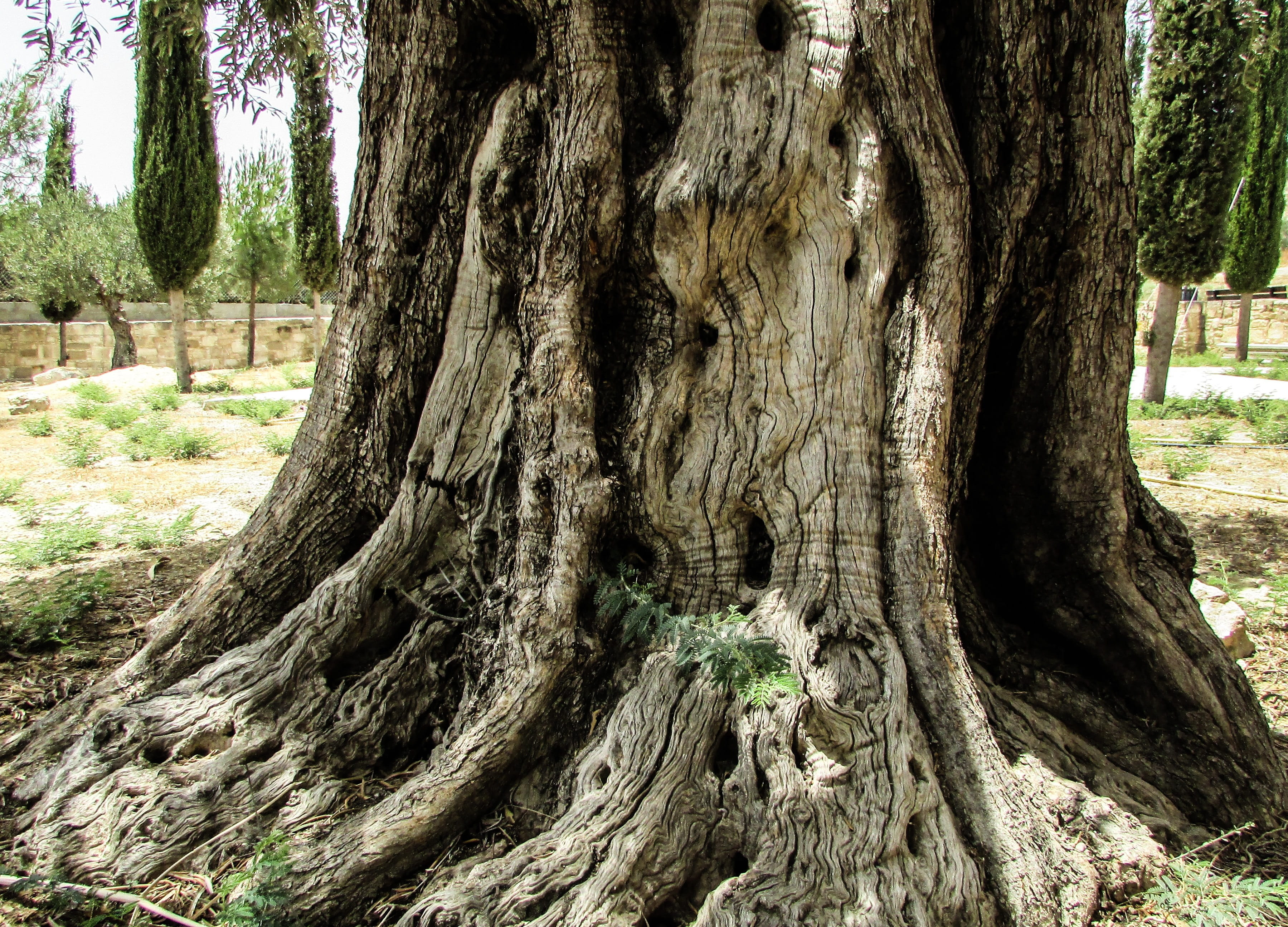 plant, tree, green Color, rough, olive, tree Trunk, close-up, bark, tranquility, no people, environment, Nature, sunlight, root, green, woodland, forest, HD Wallpaper