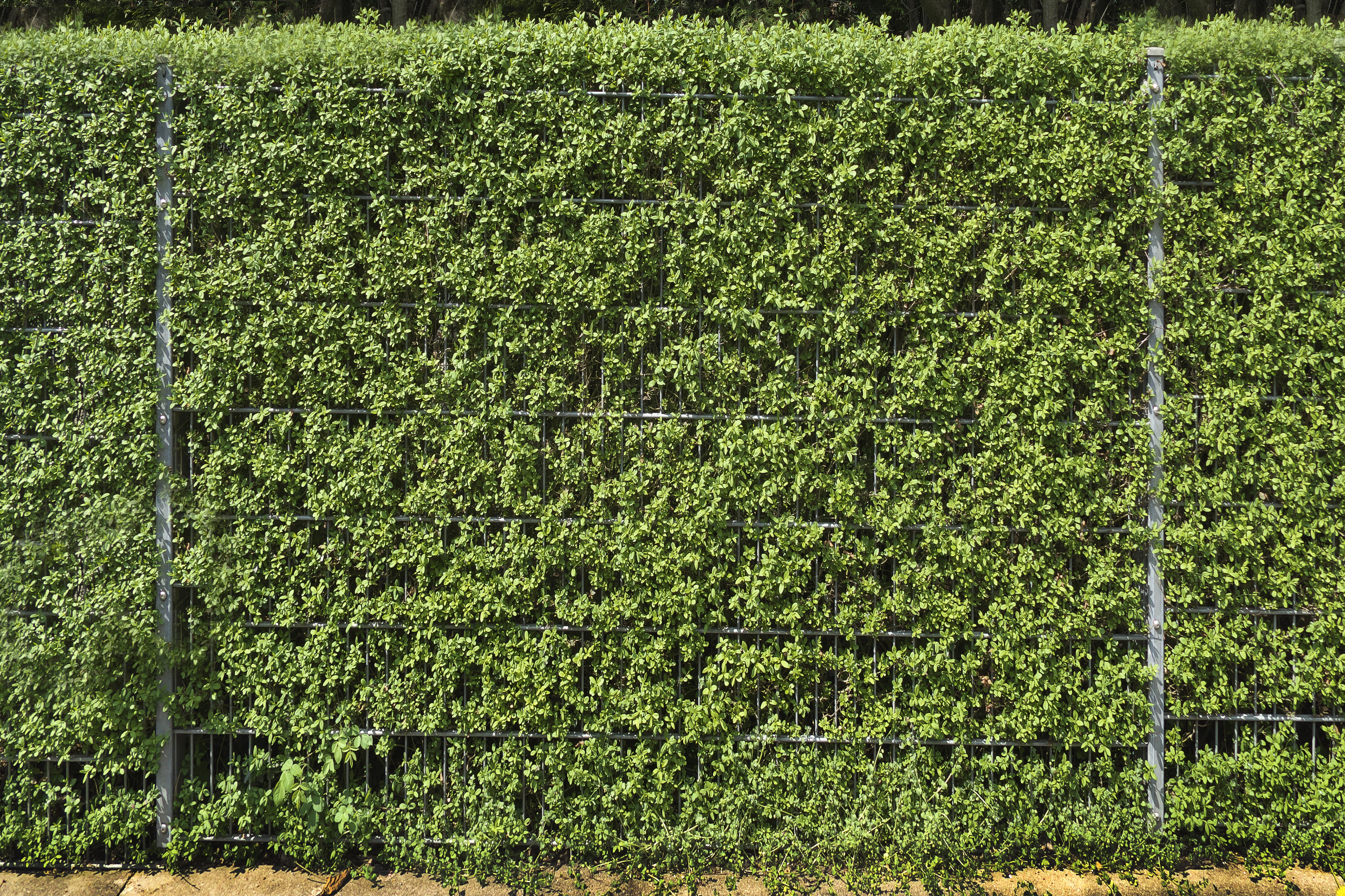 tranquility, crop, landscape, tranquil scene, high angle view, hedge, olive crop, green fence, nature, day, land, green, plant, demarcation, rural scene, HD Wallpaper