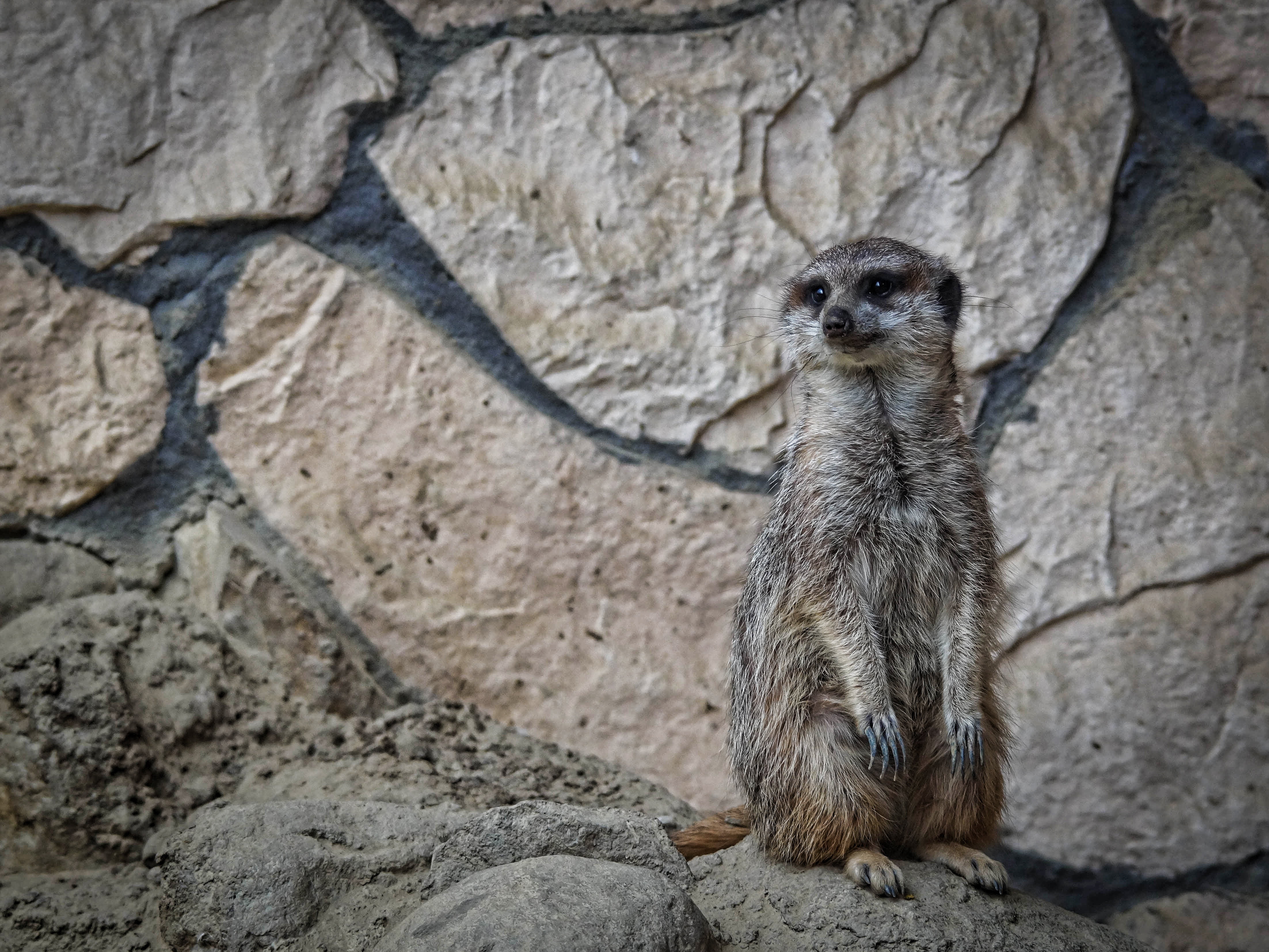 mammal, outdoors, pet, rest, vertebrate, solid, nature, 4K, animal, one animal, day, wall - building feature, olive oil, animals, animals in the wild, HD Wallpaper