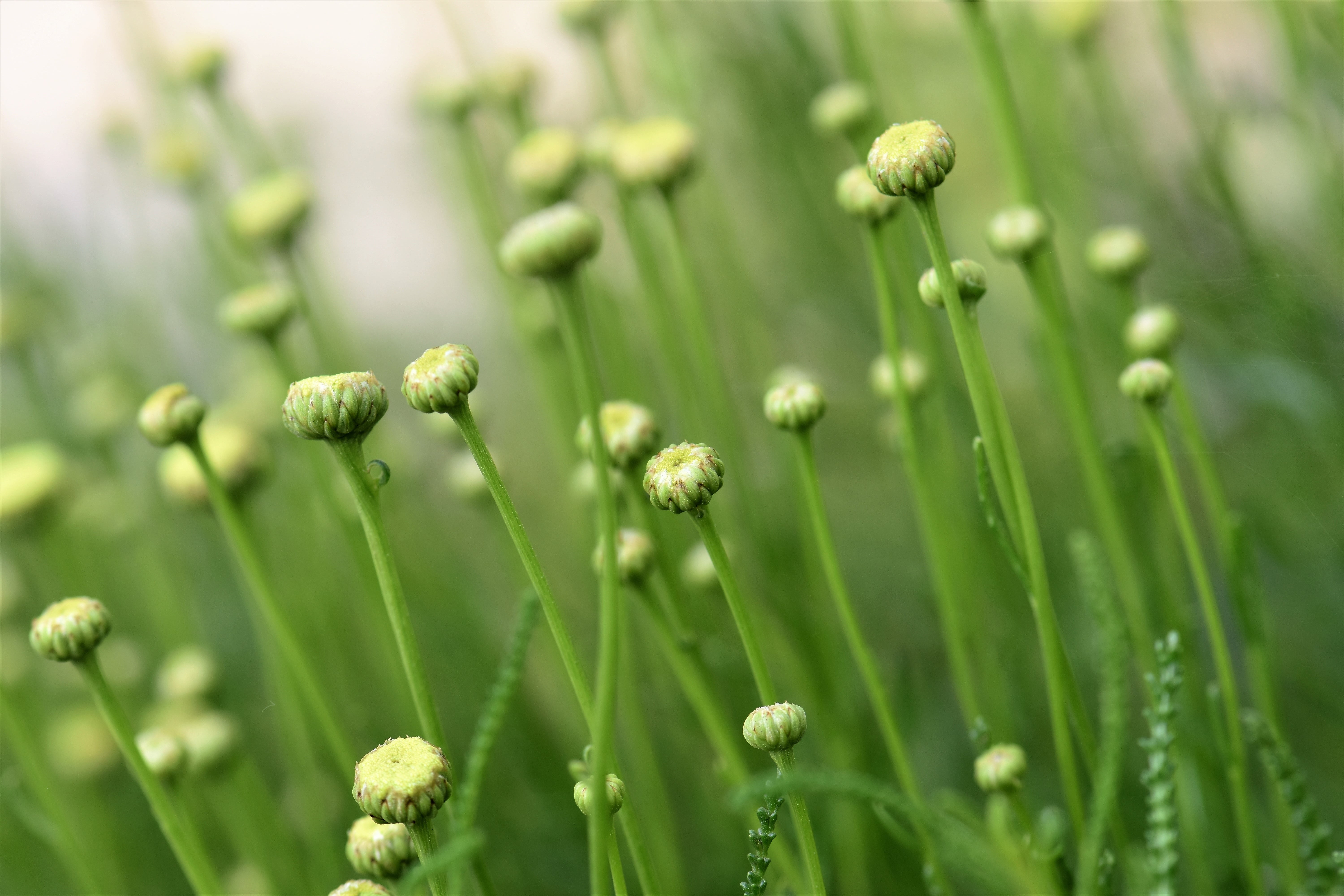 selective focus, land, no people, spice, flowers, growth, garden, bud, field, herb, grass, meadow, beauty in nature, flowering plant, green, summer, outdoors, HD Wallpaper