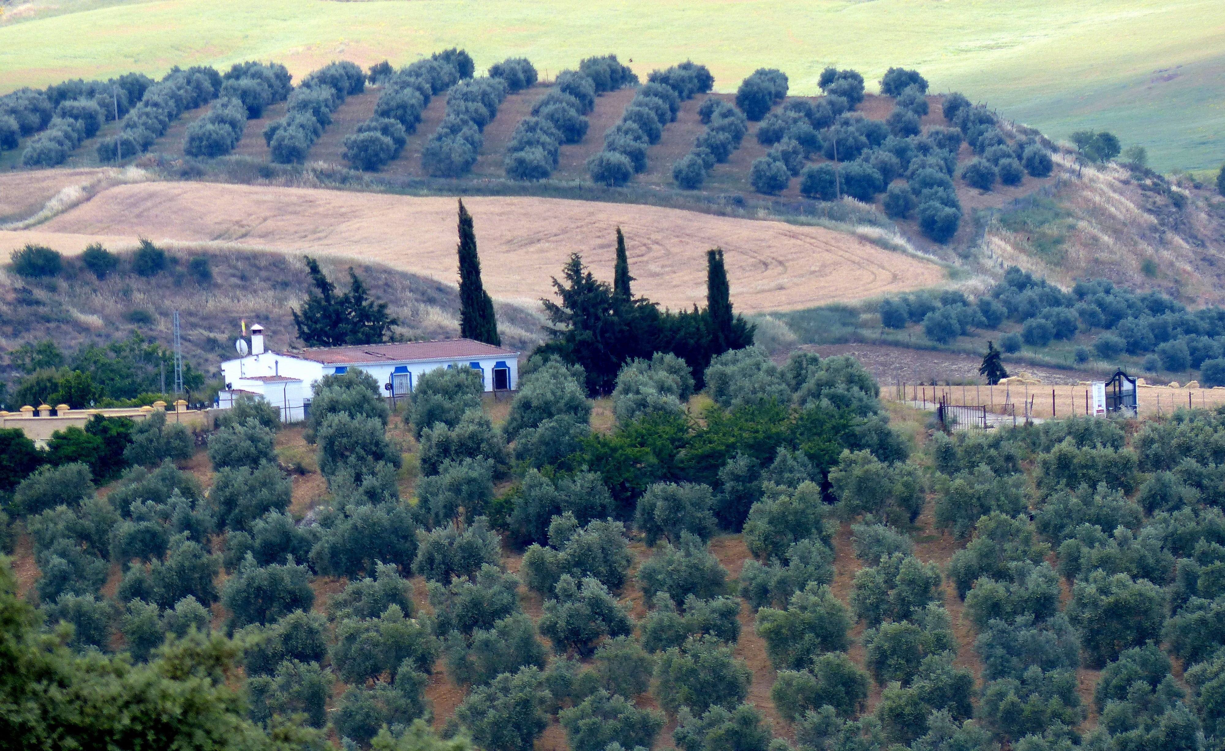 land, outdoors, built structure, plant, high angle view, landscape, beauty in nature, nature, andalusia, property, agriculture, growth, autumn, tranquility, HD Wallpaper
