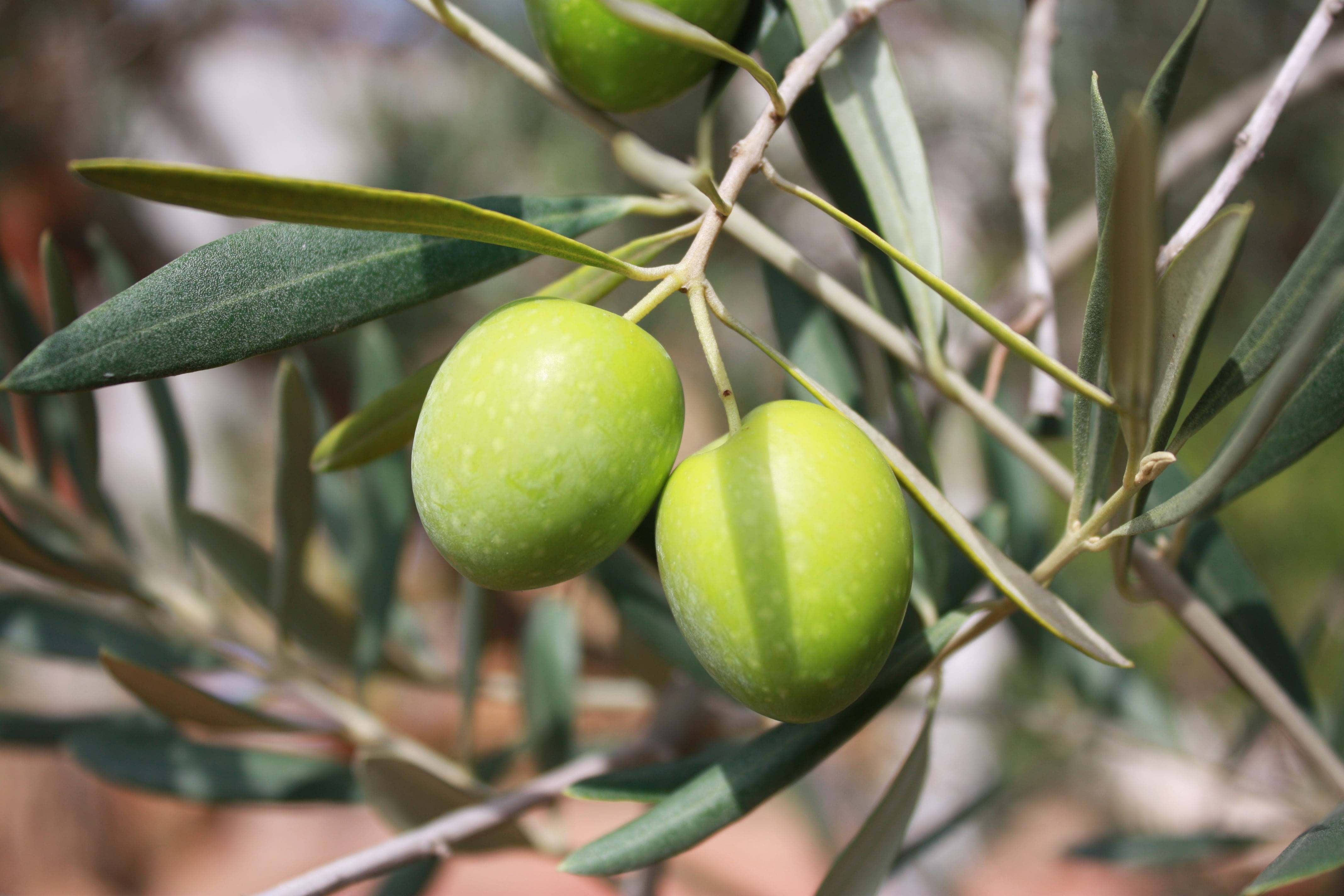 focus on foreground, cultivate, acerbo, wellbeing, 4K, no people, food and drink, close-up, agriculture, oil, plant, fruits, olive, outdoors, two, olive tree, HD Wallpaper