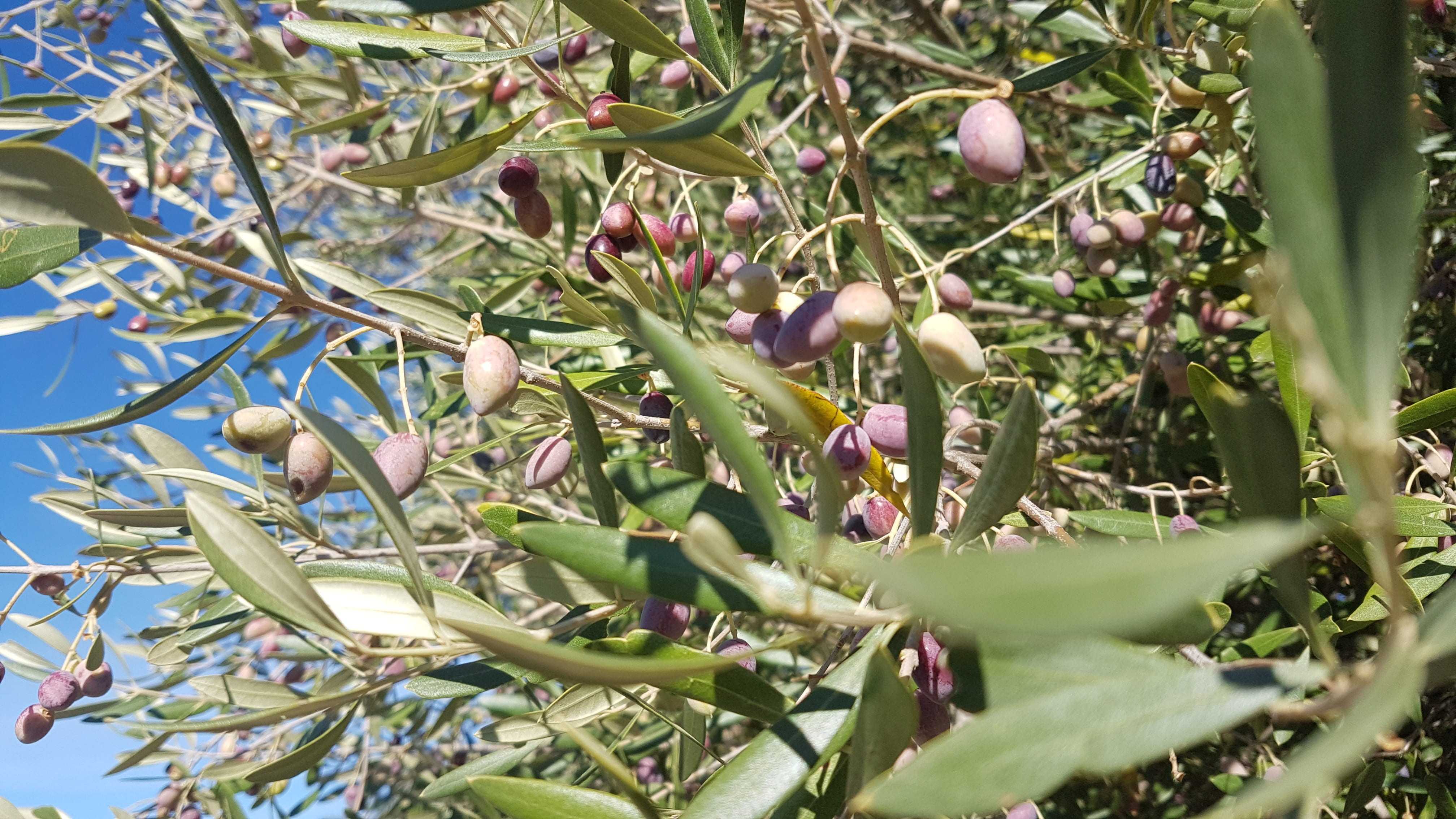 olives, 4K, growth, day, nature, selective focus, low angle view, freshness, plant part, wellbeing, no people, cultivation, beauty in nature, healthy eating, HD Wallpaper