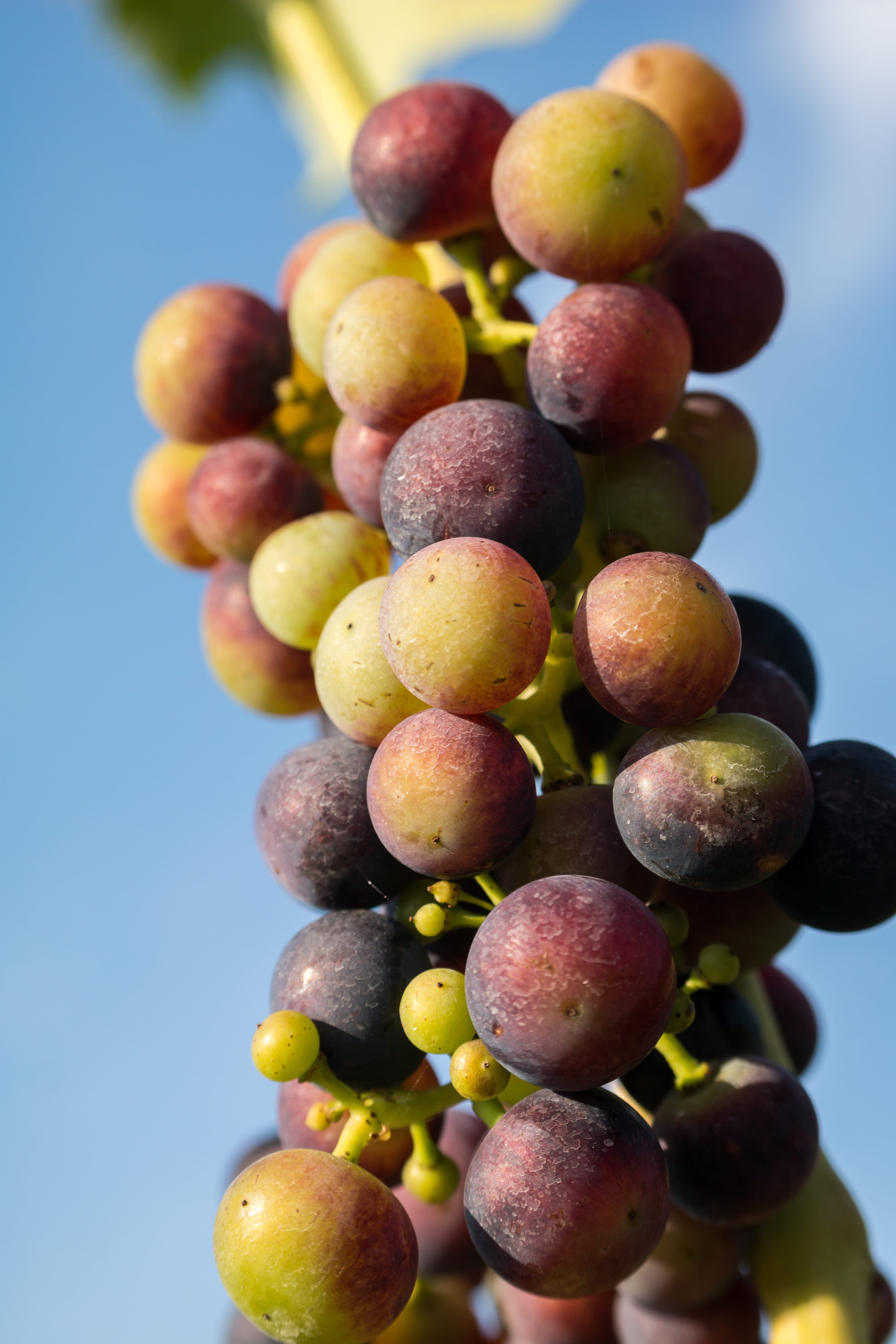 green color, cultivation, nature, grape, freshness, fruit, germany, healthy eating, plant, grapes, Grapes, low angle view, ahr valley, wellbeing, winemaking, Phone HD Wallpaper