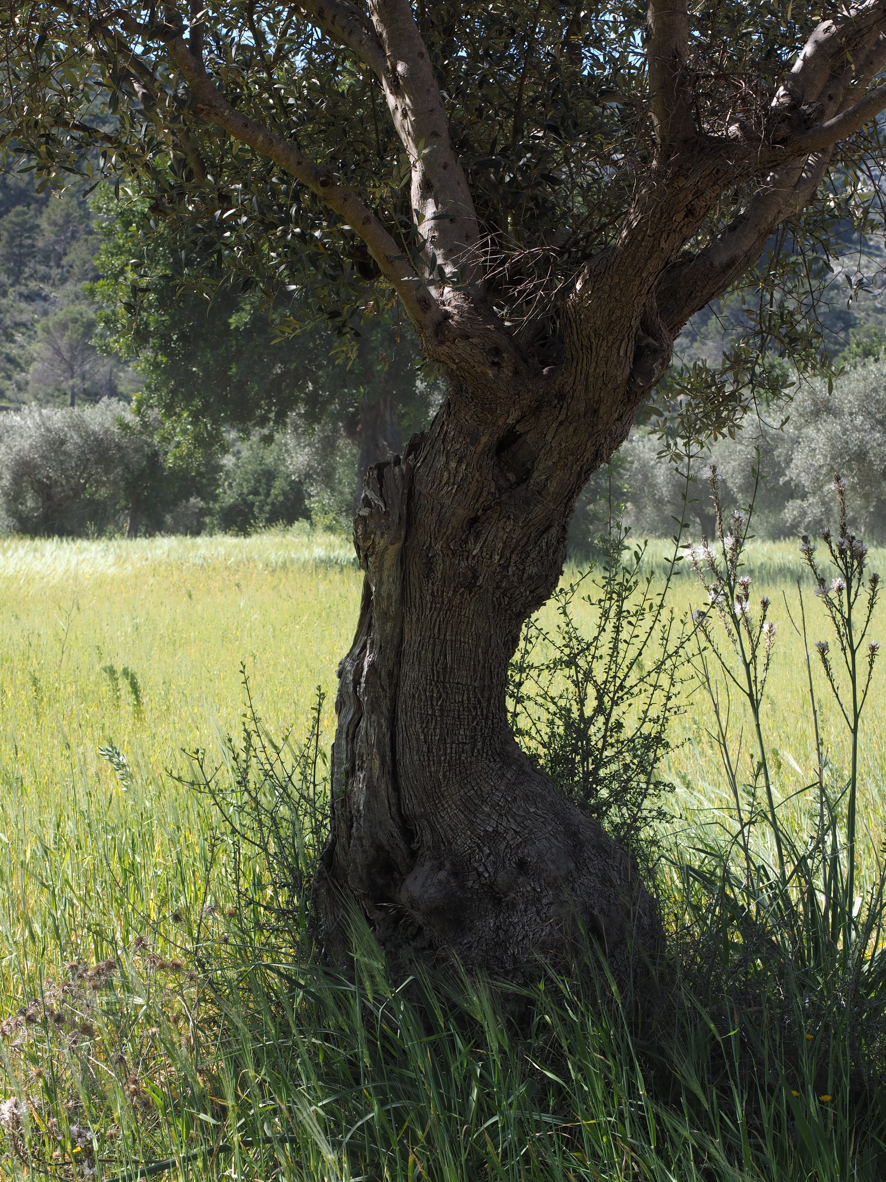 plant, environment, olive planting, day, tranquility, landscape, plantation, nature, olive cultivation, no people, trunk, tranquil scene, forest, gnarled, Phone HD Wallpaper