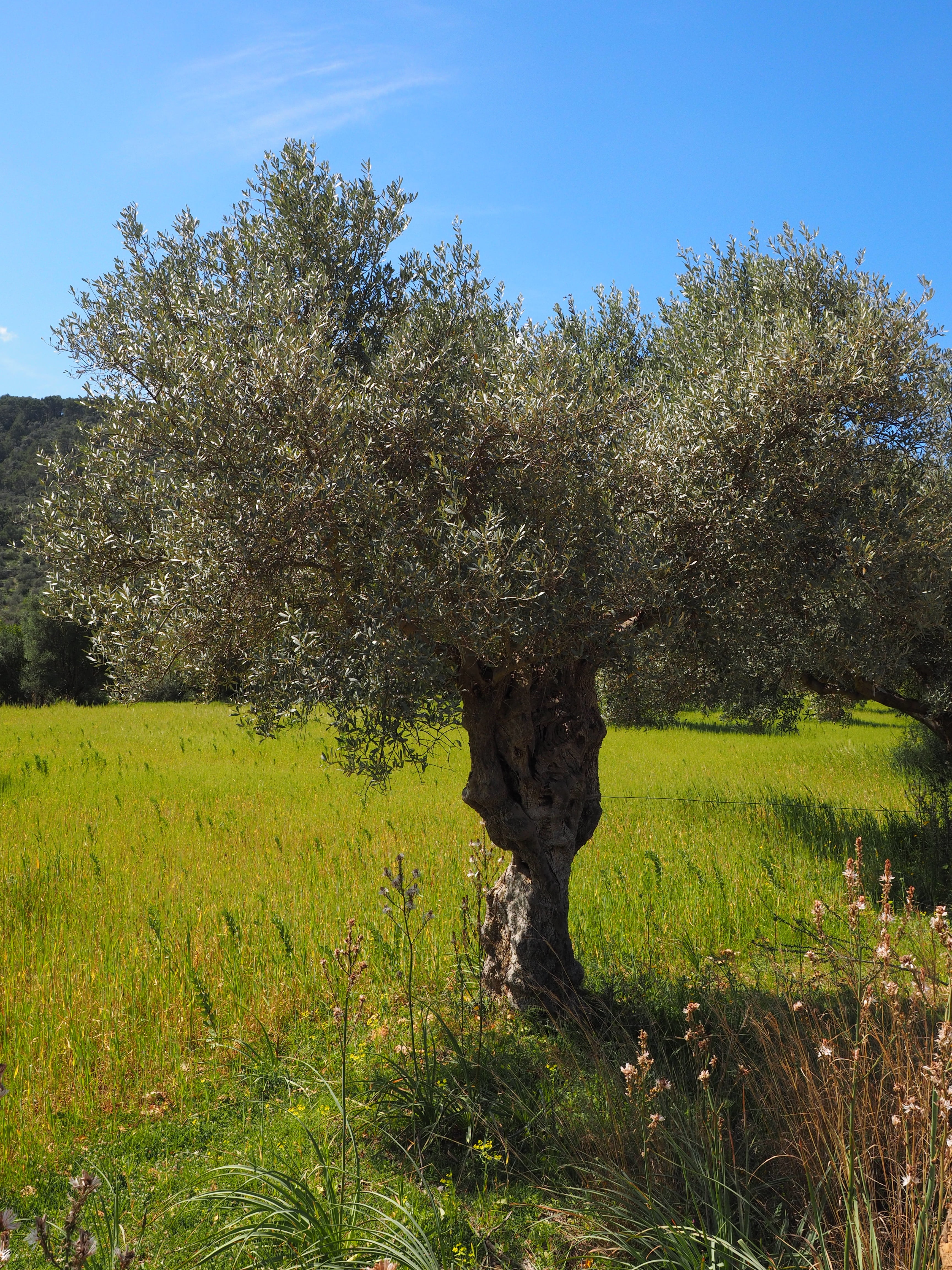 field, tranquility, rural Scene, tranquil scene, land, plantation, olive tree, tree, olive cultivation, outdoors, beauty in nature, agriculture, olive grove, Phone HD Wallpaper