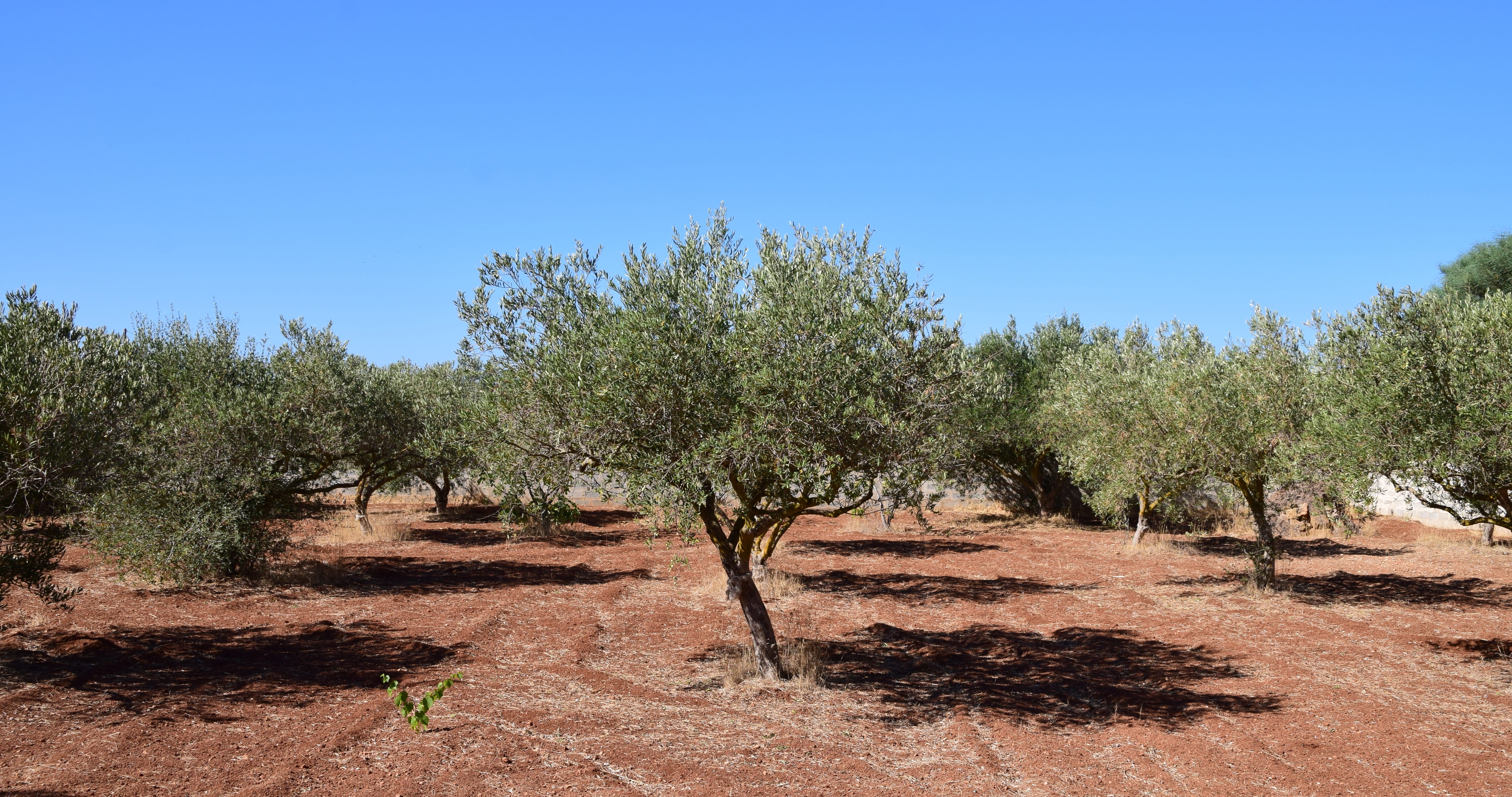 summer, heat, plant, olive planting, outdoors, olive garden, italy, remote, growth, tranquility, green olives, olives, olive cultivation, beauty in nature, HD Wallpaper
