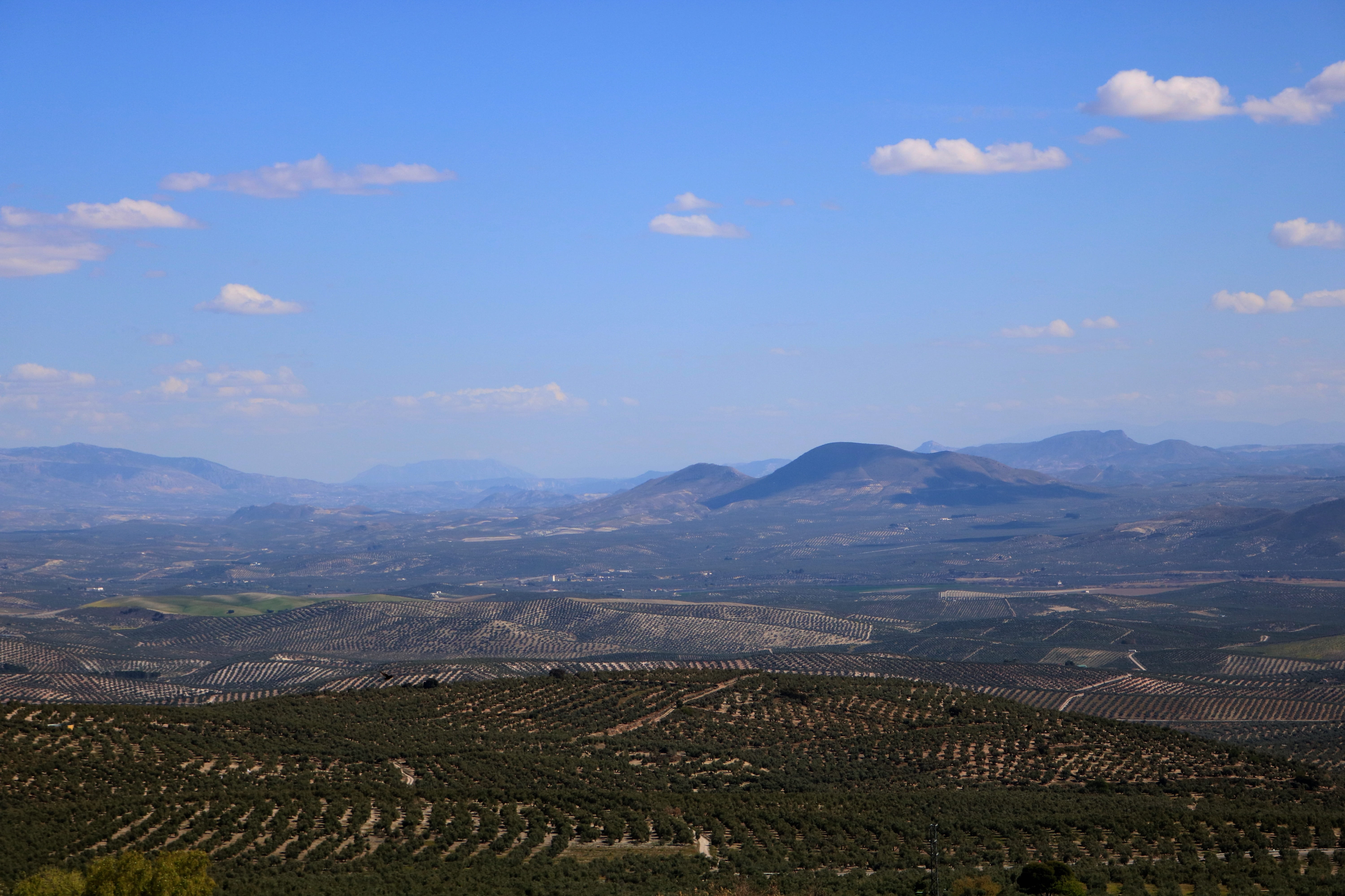 road, environment, mountain, outdoors, olive trees, 5K, day, tranquil scene, beauty in nature, green, spain, cloud - sky, winemaking, land, mountain range, HD Wallpaper