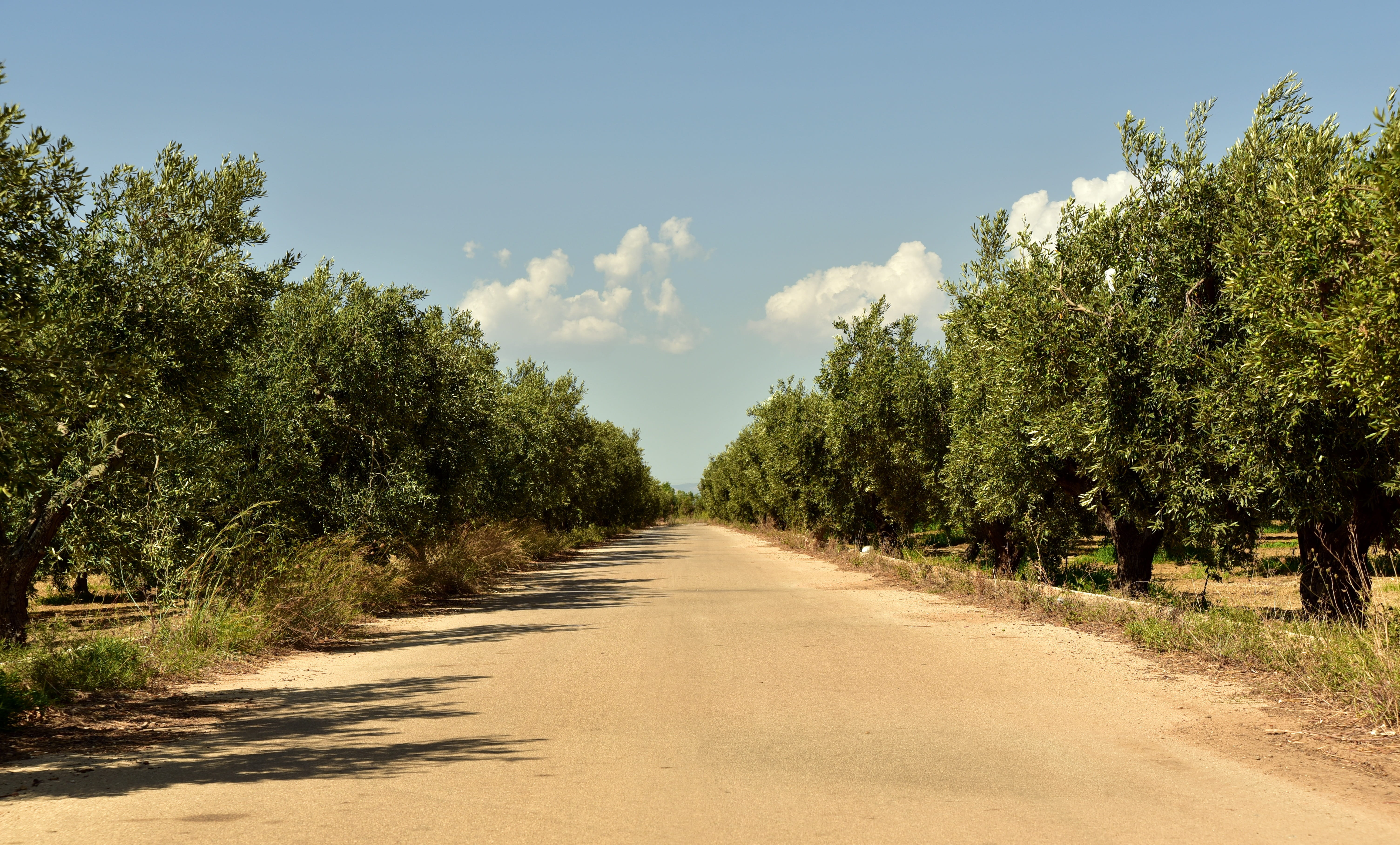 sunlight, summer, avenue, the way forward, wide, away, outdoors, cultivation, sky, green, treelined, agriculture, nature, olive plantation, footpath, shadow, HD Wallpaper