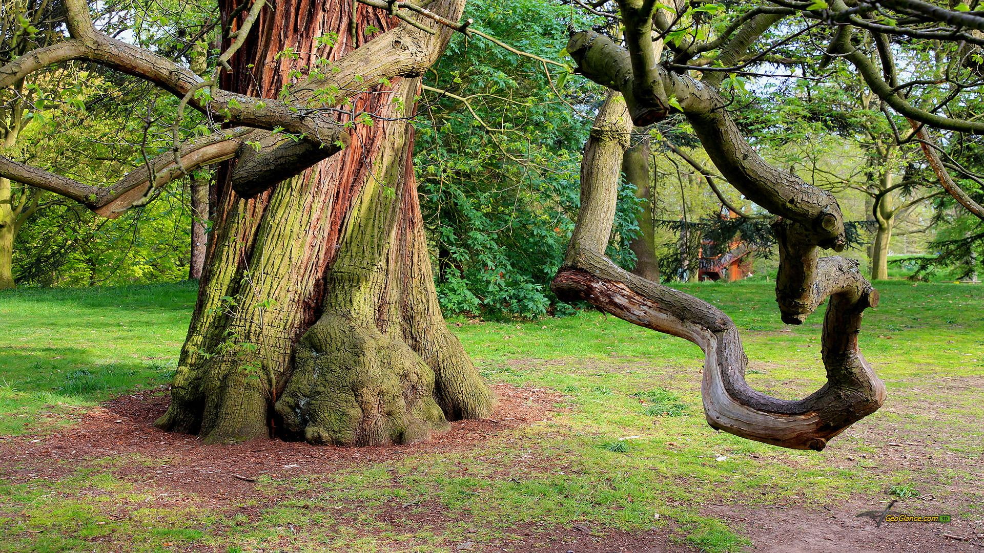 moss, chestnut, nature and landscapes, gnarled brances, tree, sweet, grass, 1080P, HD Wallpaper