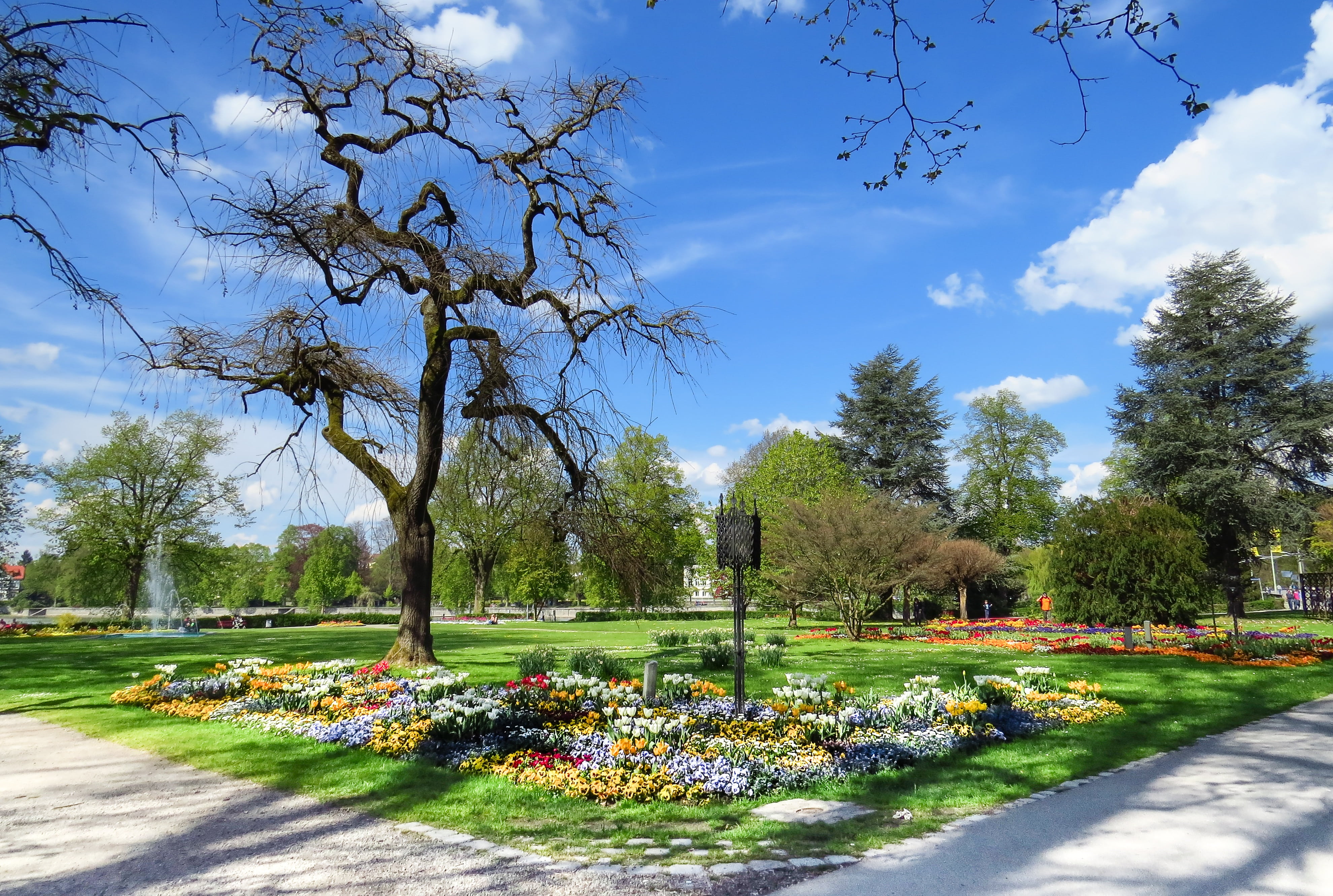 day, sunlight, flowering plant, flowers, plant, grass, no people, cloud - sky, colorful, 4K, outdoors, old, park - man made space, park, meadow, gnarled tree, HD Wallpaper