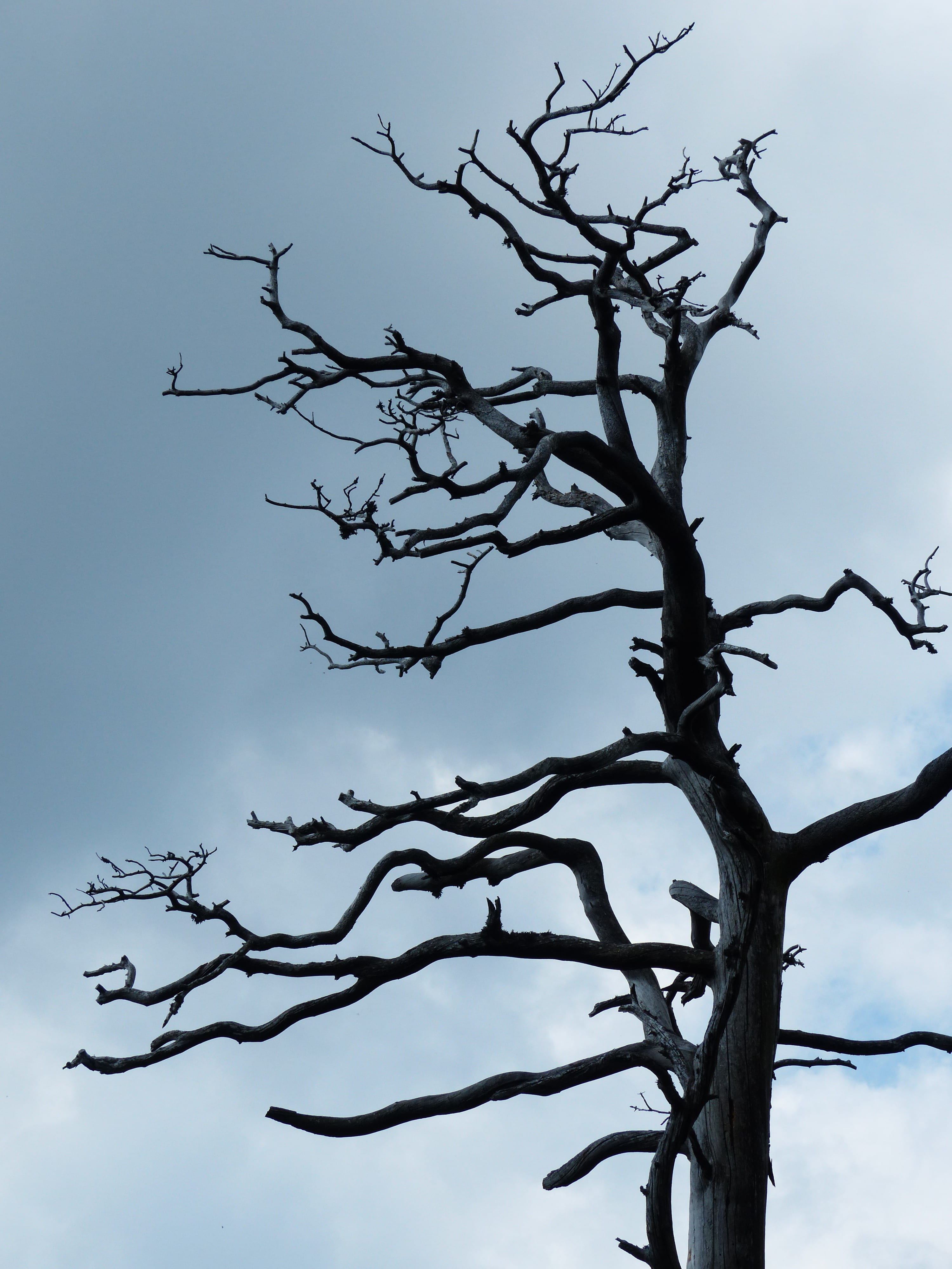 sky, 4K, gnarled, environmental protection, gray, growth, broken, silhouette, dead plant, nature, tree trunk, clear sky, day, withered, beauty in nature, Phone HD Wallpaper