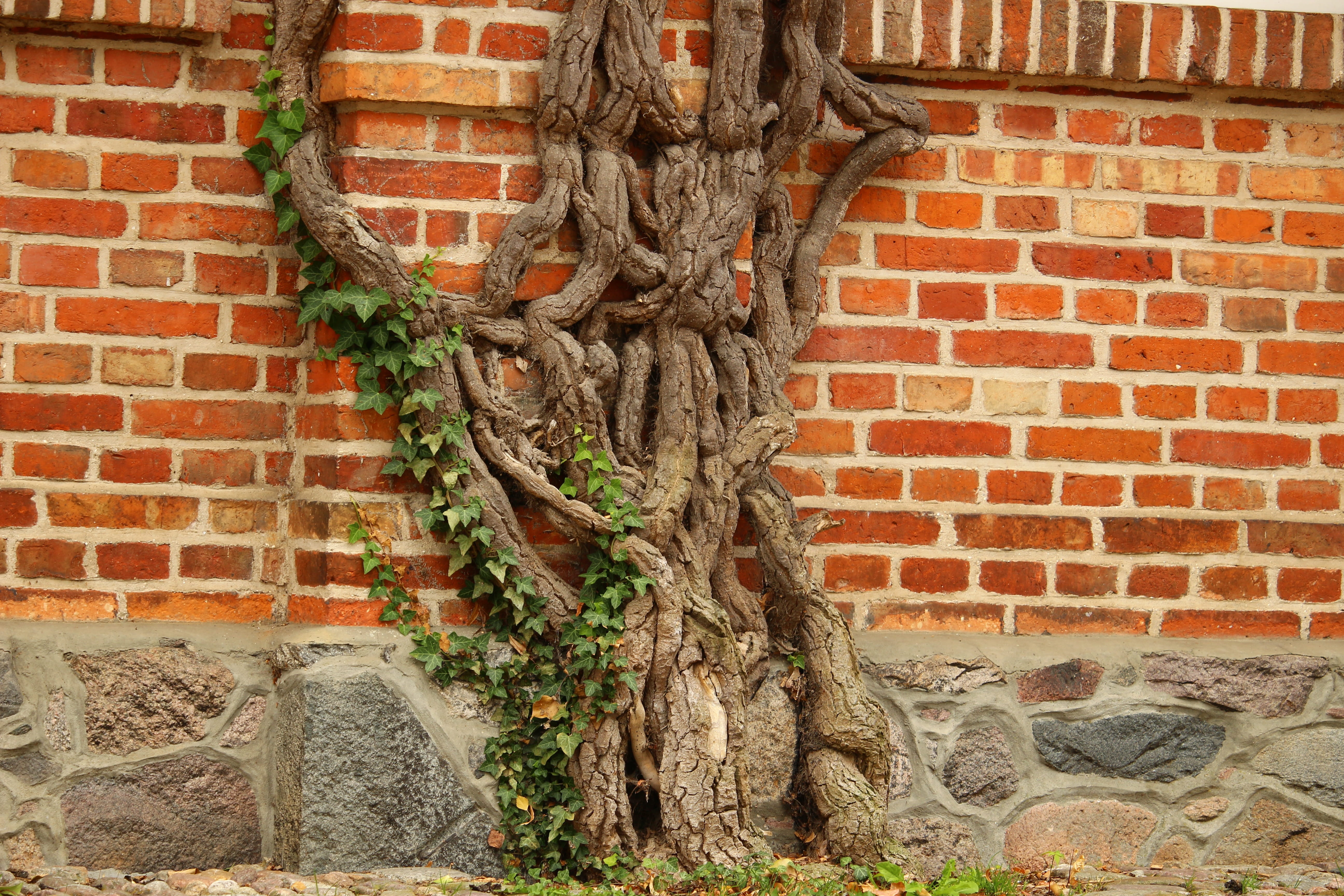 Wine, day, architecture, representation, Plant, building exterior, gnarled, Engine, carving, brick, human representation, craft, art and craft, wall, wall - building feature, HD Wallpaper