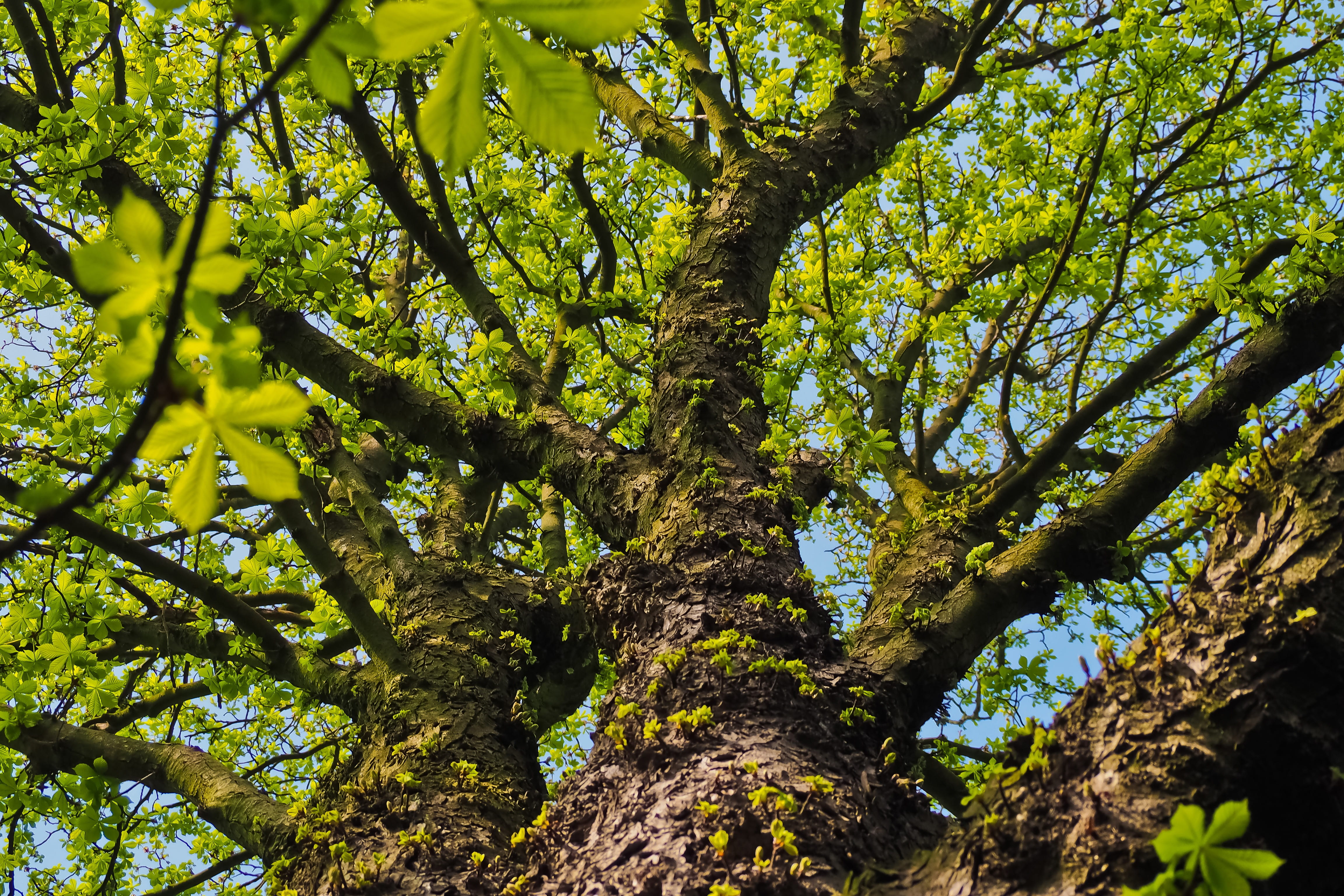 leafed, growth, nature, branch, daytime, branches, green leaves, beauty in nature, green, green color, wood, trunk, day, forest, leaf, landscape, old, leaves, HD Wallpaper