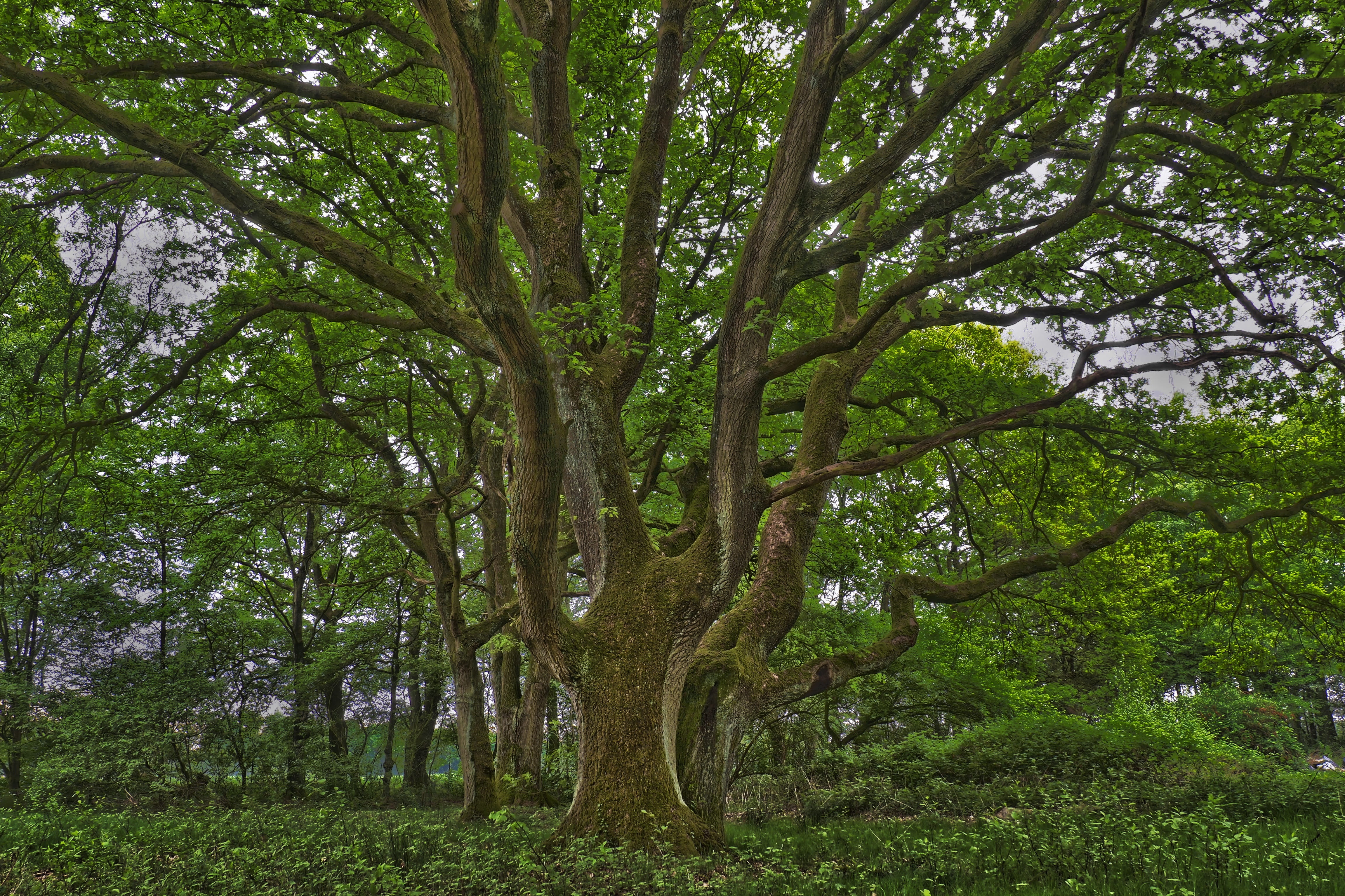 land, age, tranquil scene, tree trunk, leaves, beauty in nature, forest, old tree, low angle view, tree, plant, growth, crown, tranquility, green color, HD Wallpaper