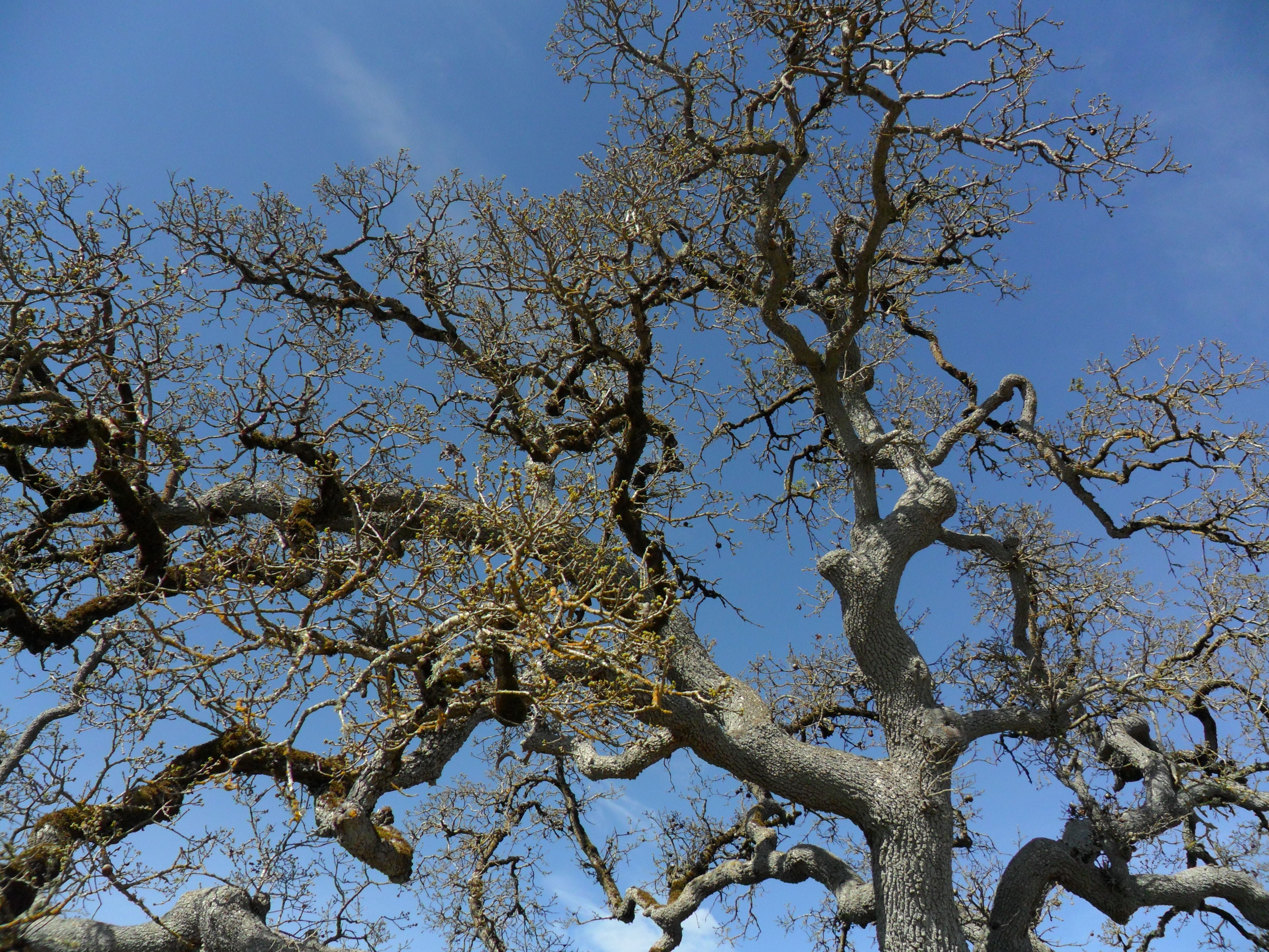 no people, tree, sunlight, outdoors, gnarled, blue, 4K, environment, scenics - nature, low angle view, day, branch, sky, tree canopy, nature, beauty in nature, HD Wallpaper