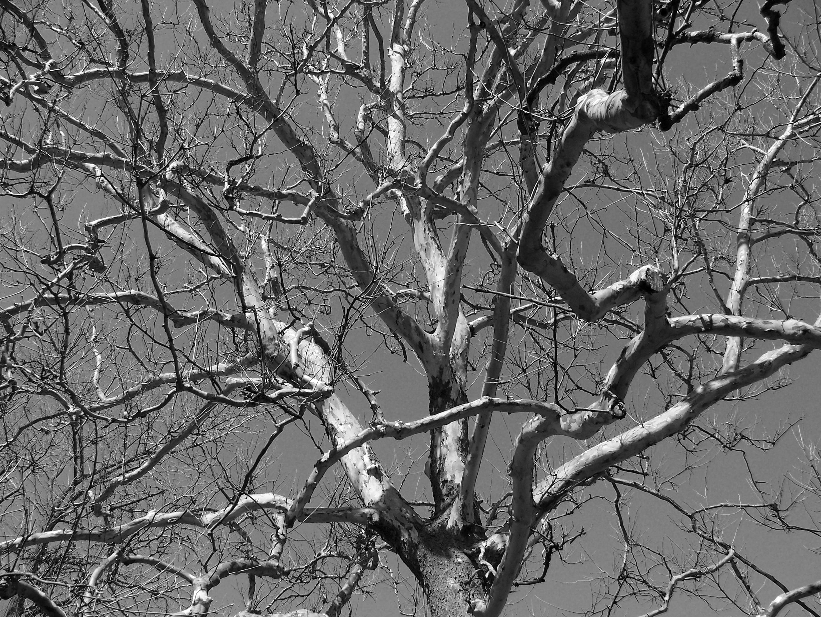 dead, bird, low angle view, limbs, beauty in nature, tree, 2K, sky, animals in the wild, clear sky, vertebrate, dead plant, outdoors, plant, scenics - nature, HD Wallpaper