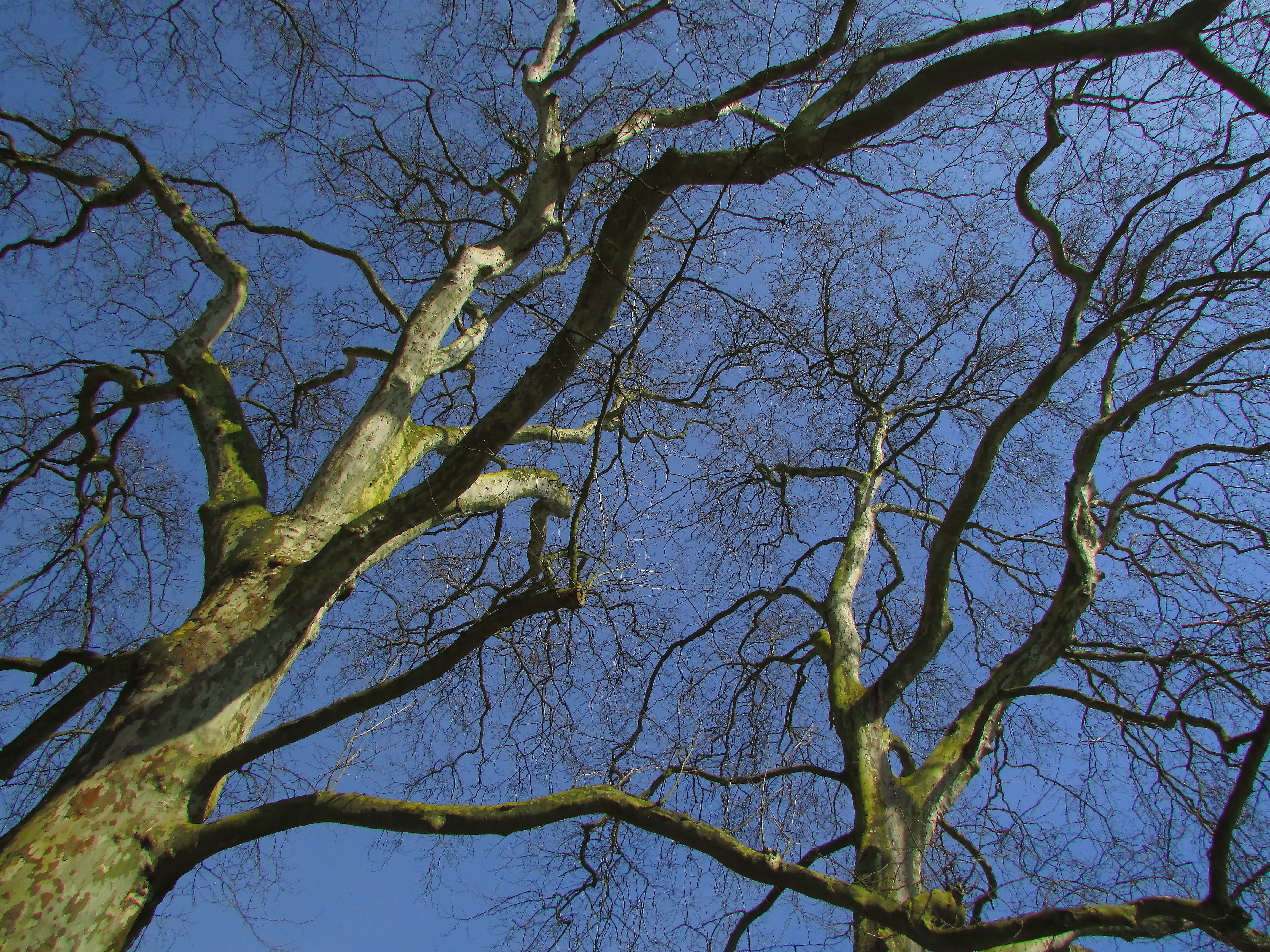 outdoors, clear sky, day, blue, plant, backgrounds, no people, branches, low angle view, bare tree, tree trunk, nature, branch, sky, beauty in nature, scenics - nature, HD Wallpaper