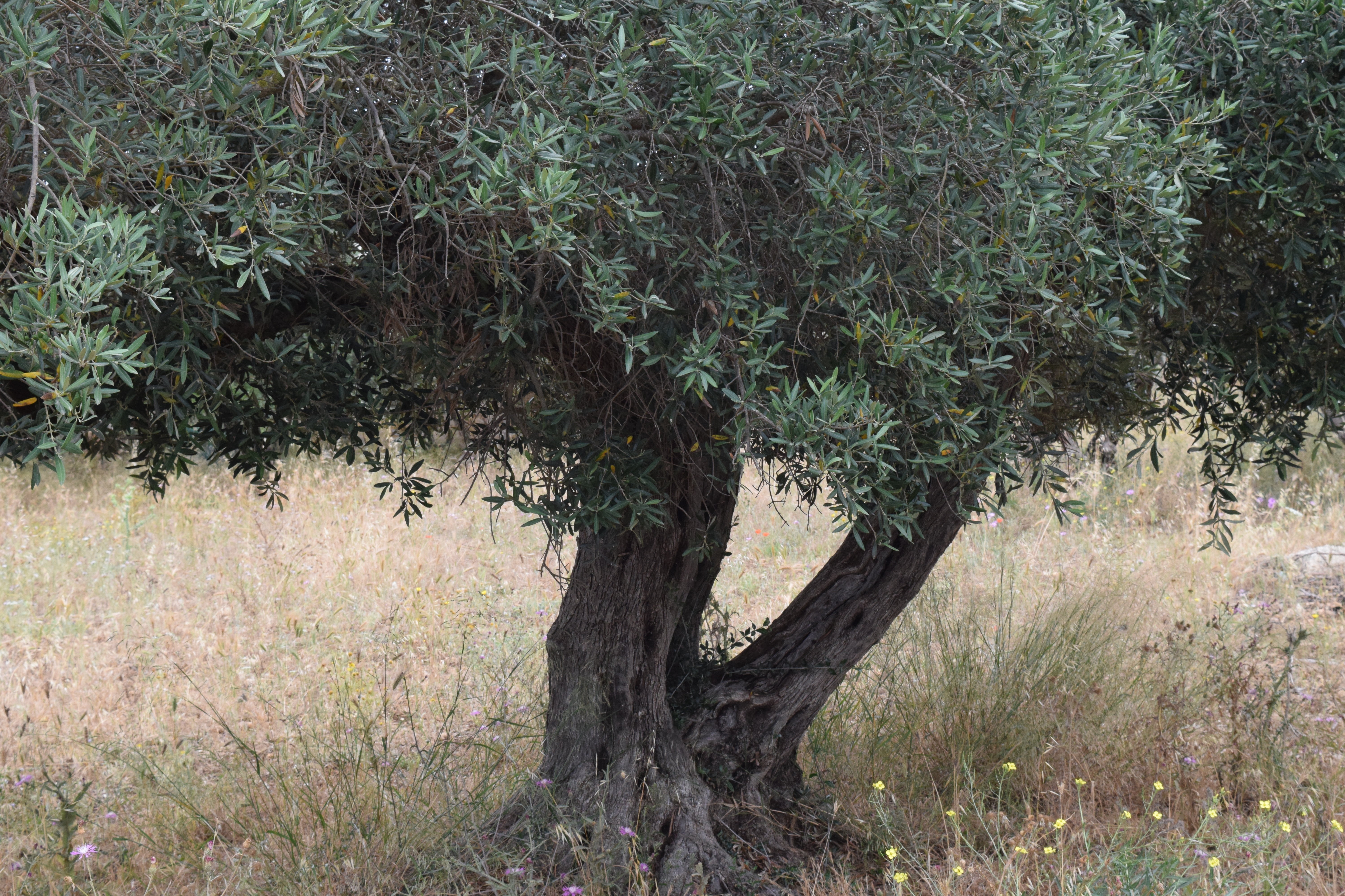 olive root, tranquil scene, trunk, non-urban scene, summer, tree trunk, day, growth, land, olive tree, gnarled, field, green color, no people, grass, nature, HD Wallpaper