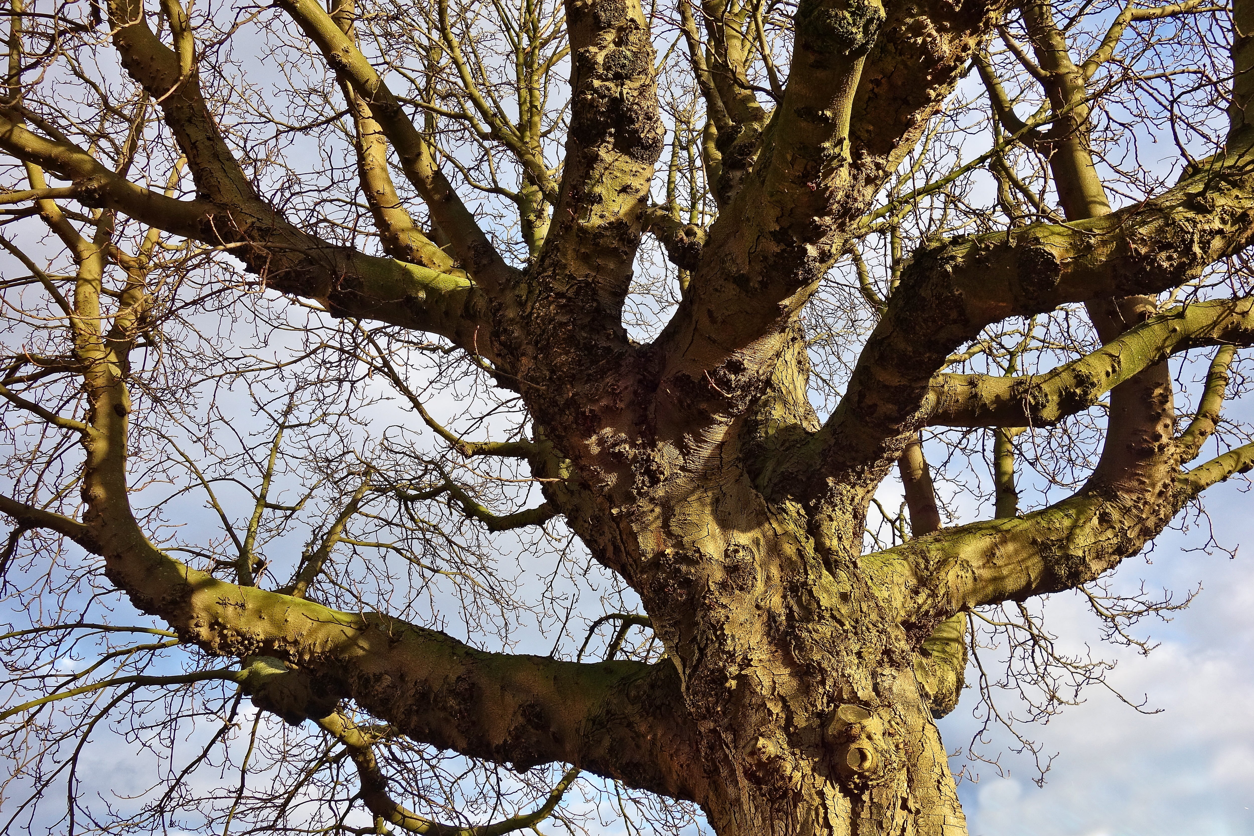 bark, 4K, growth, low angle view, sky, deciduous, nature, clear sky, tree, plant, textured, wood - material, outdoors, bare branches, winter tree, tranquility, HD Wallpaper