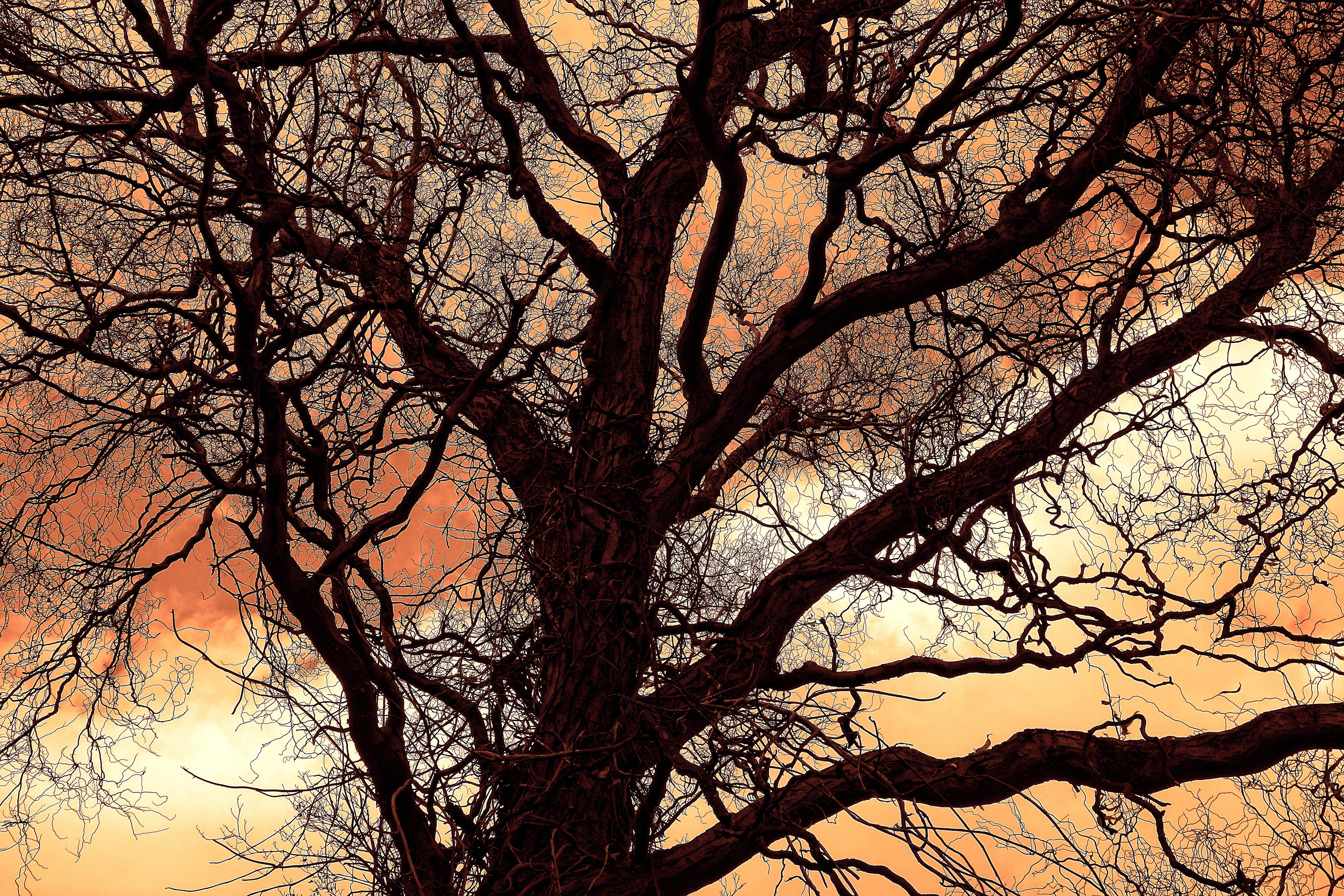 gnarled, glowing, full frame, bare, tree trunk, leafless, scenics - nature, tranquility, low angle view, day, tree, tranquil scene, bare tree, HD Wallpaper