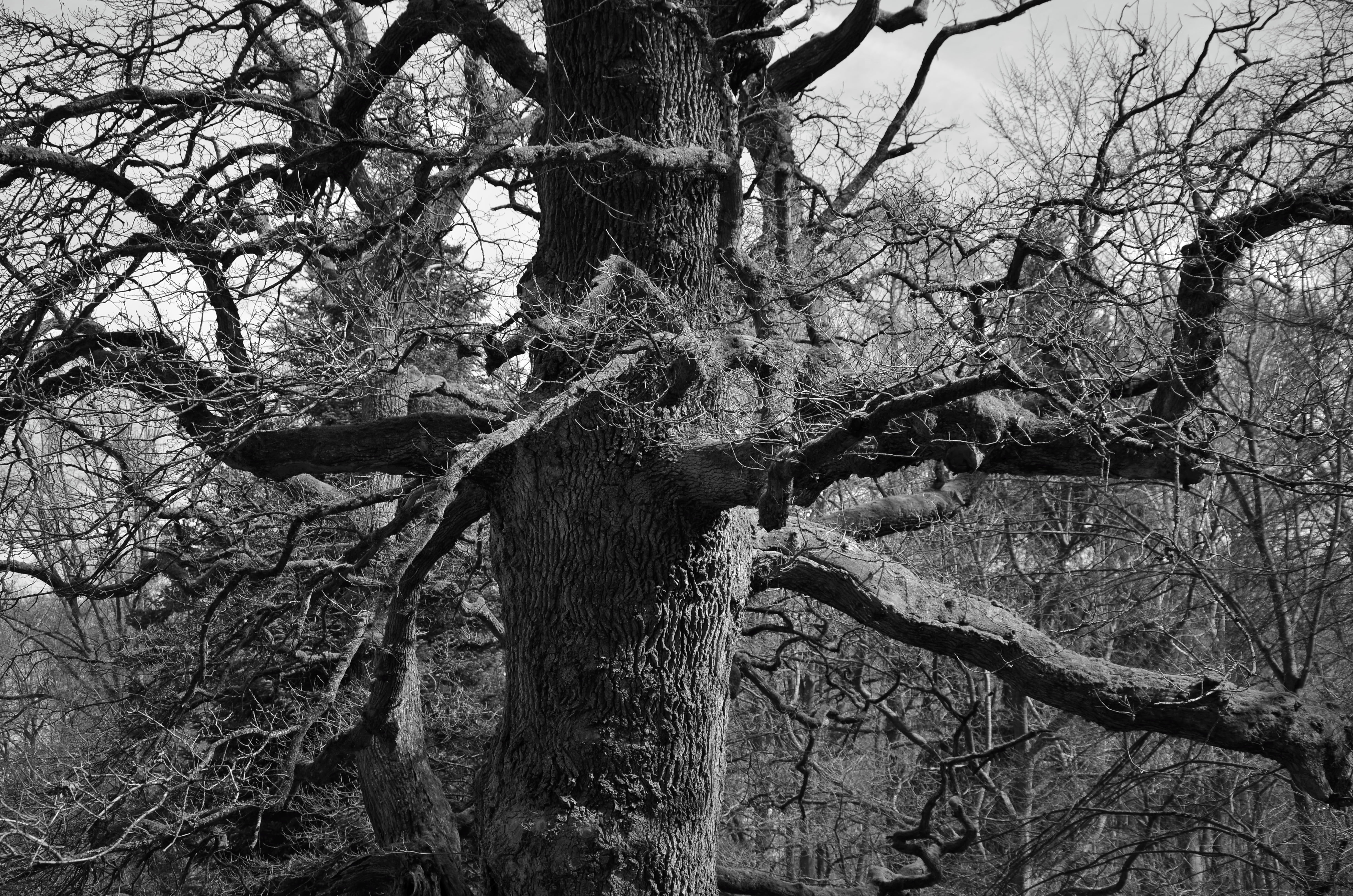 no people, nature, tree trunk, tranquility, scenics - nature, black white, land, gnarled, log, kahl, forest, dead plant, sky, non-urban scene, beauty in nature, HD Wallpaper