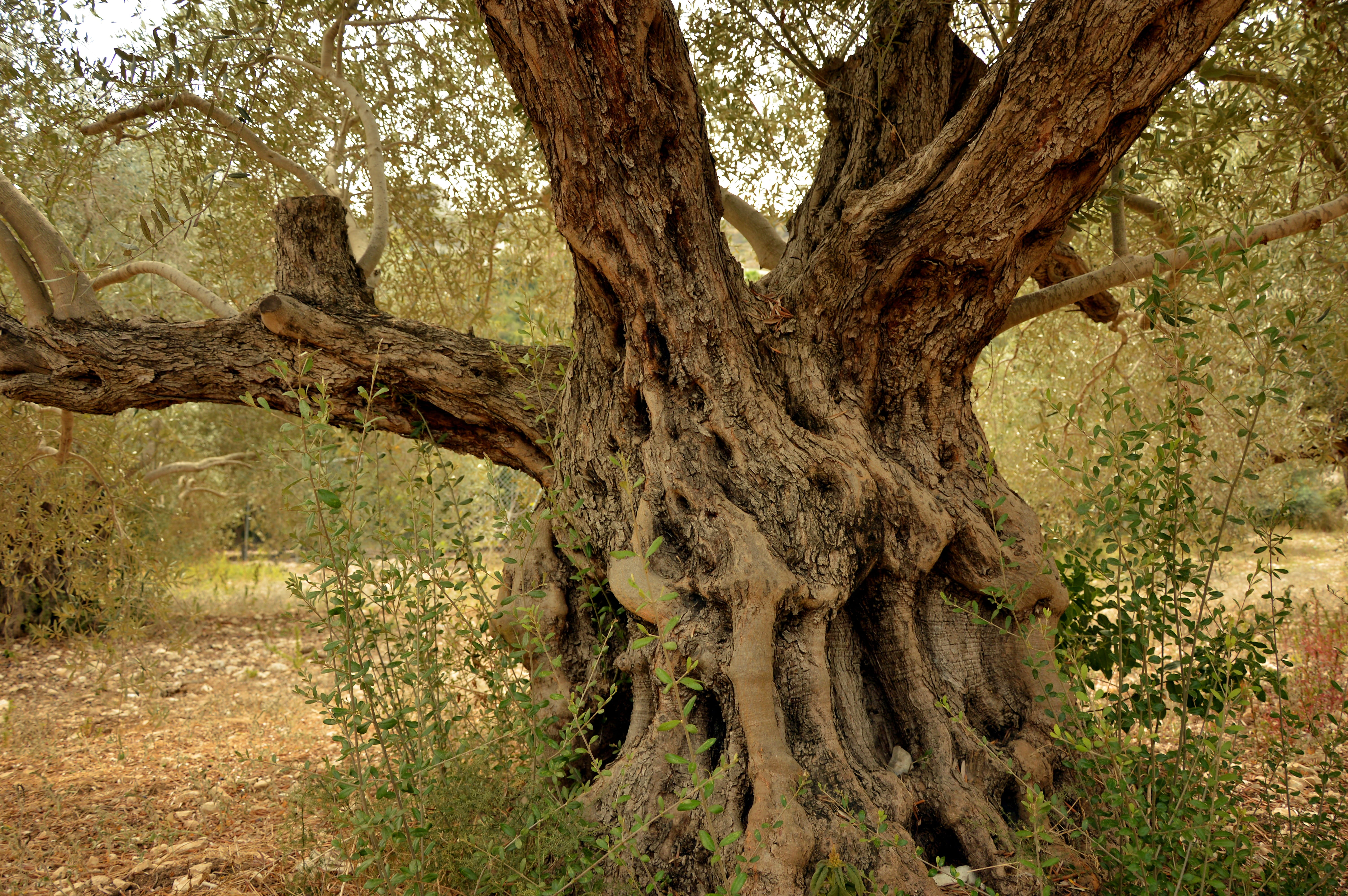 root, 5K, structure, environment, mediterranean, field, scenics - nature, trunk, nature, beauty in nature, day, landscape, log, forest, wood, non-urban scene, HD Wallpaper
