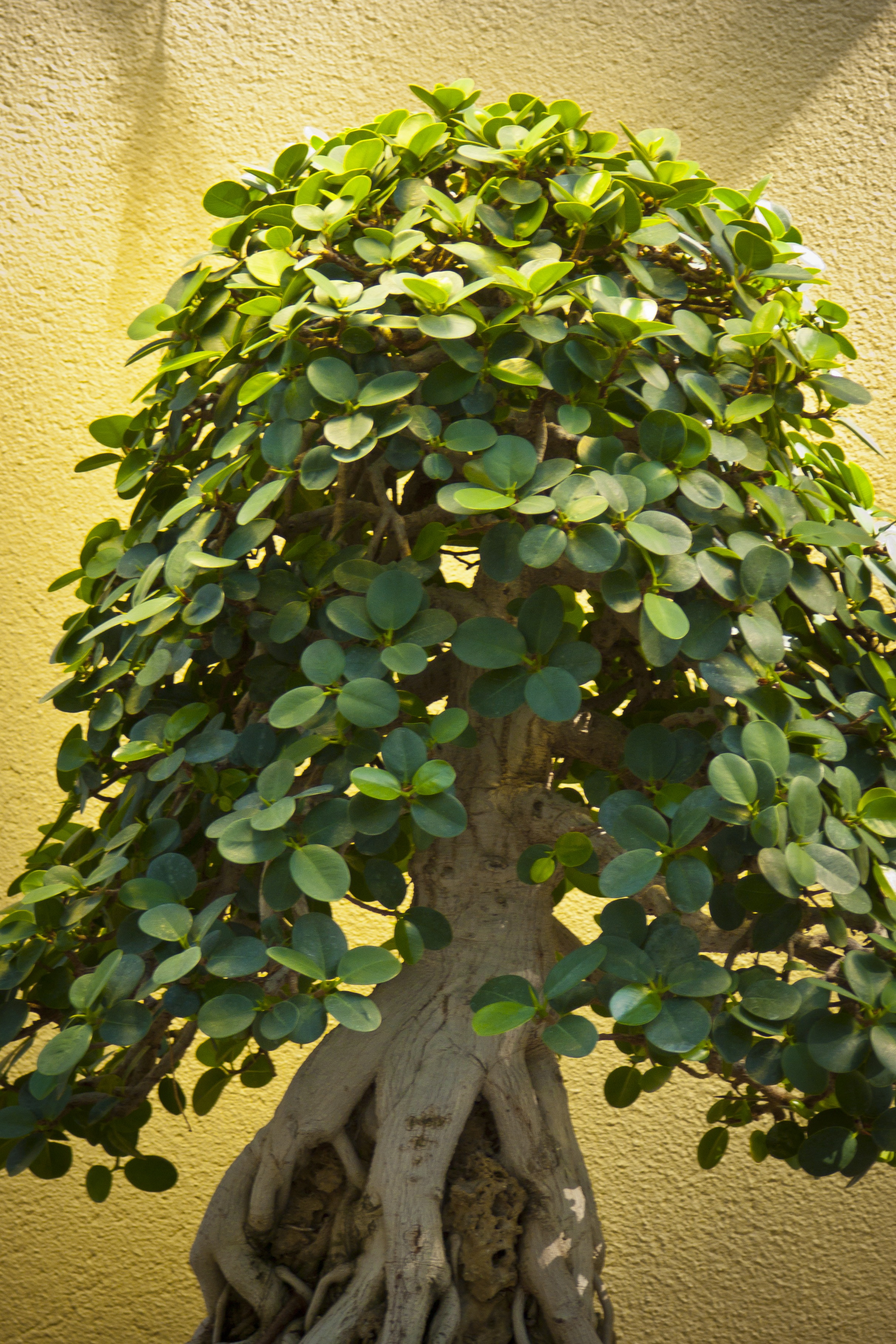 built structure, outdoors, weyerhaeuser, washington, no people, wall - building feature, garden, growth, potted, leaf, 2K, ivy, pacific, plant, stunted, Phone HD Wallpaper