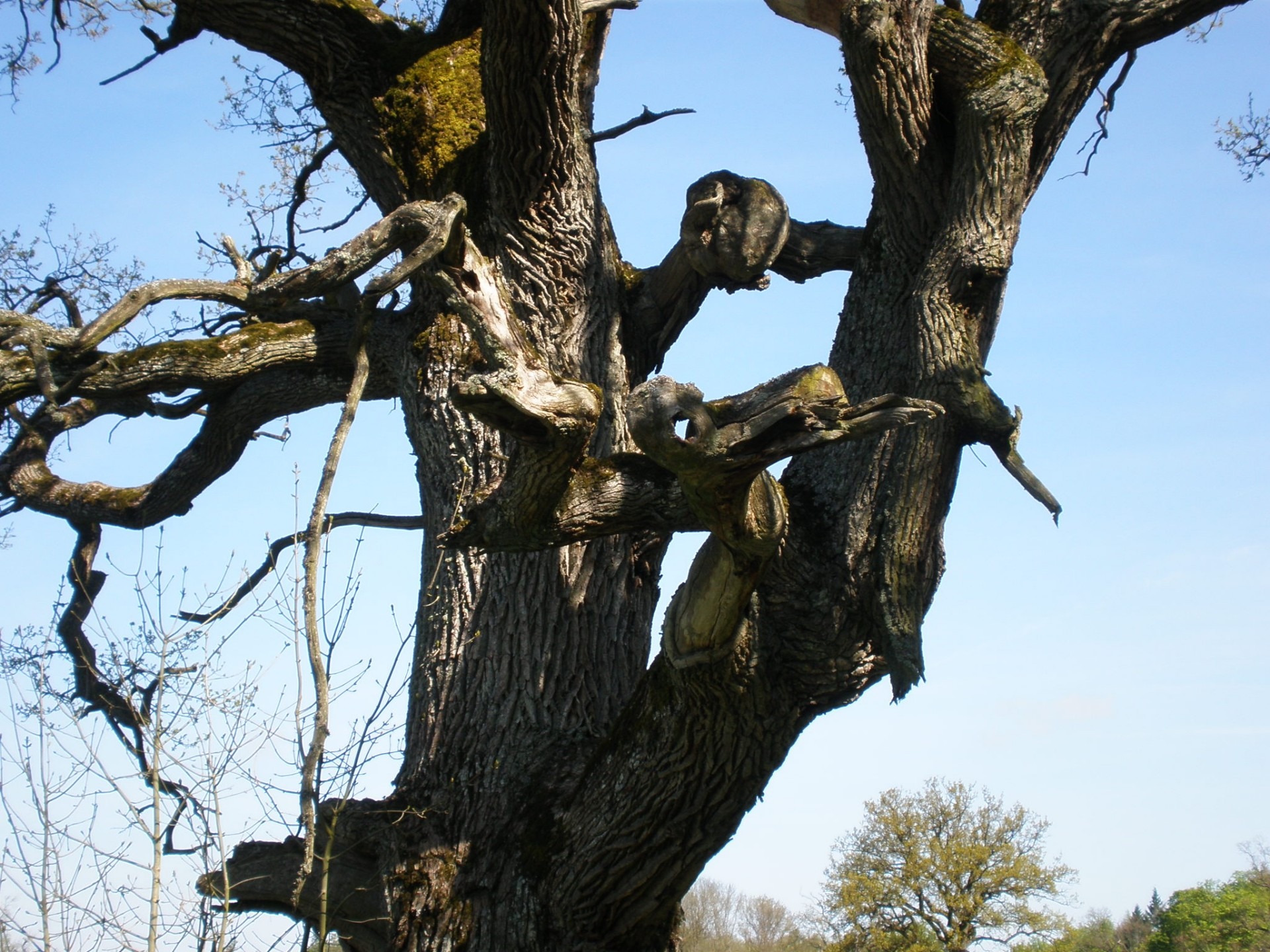 nature spirit, tree faces, forest spirit, focus on foreground, oak, nature, day, animal, sunlight, trunk, tree, plant, growth, bare tree, blue, gnarled, HD Wallpaper