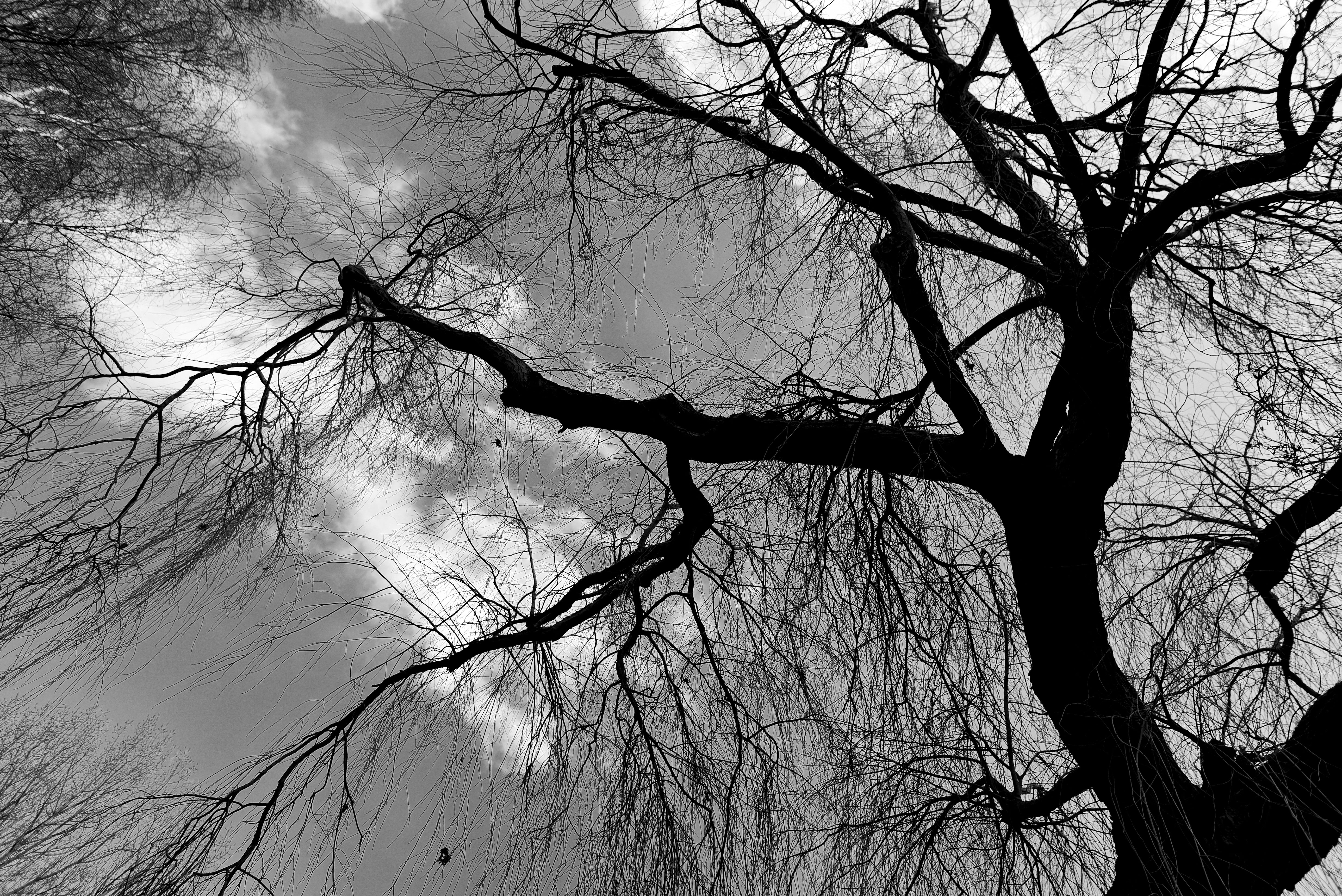 plant, cloudy sky, bare tree, silhouette, tranquil scene, 5K, seasonal, trunk, twisted, scenics - nature, tree trunk, tree top, weeping willow, sky, tranquility, HD Wallpaper