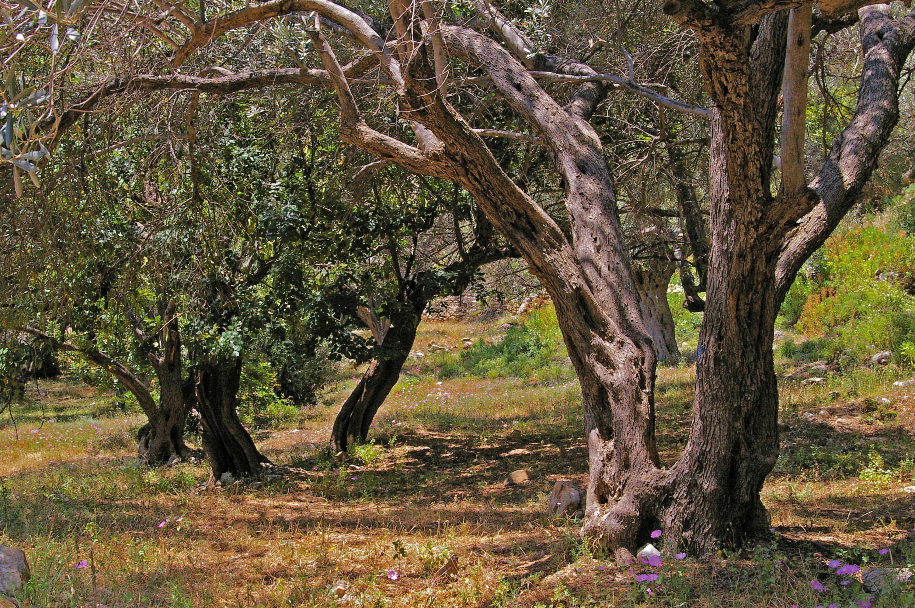 nutrition, tree, grass, summer, outdoors, tree trunk, day, field, branch, feed, grasses, scenics - nature, leafed, old, olives, heat, forest, nature, greece, HD Wallpaper