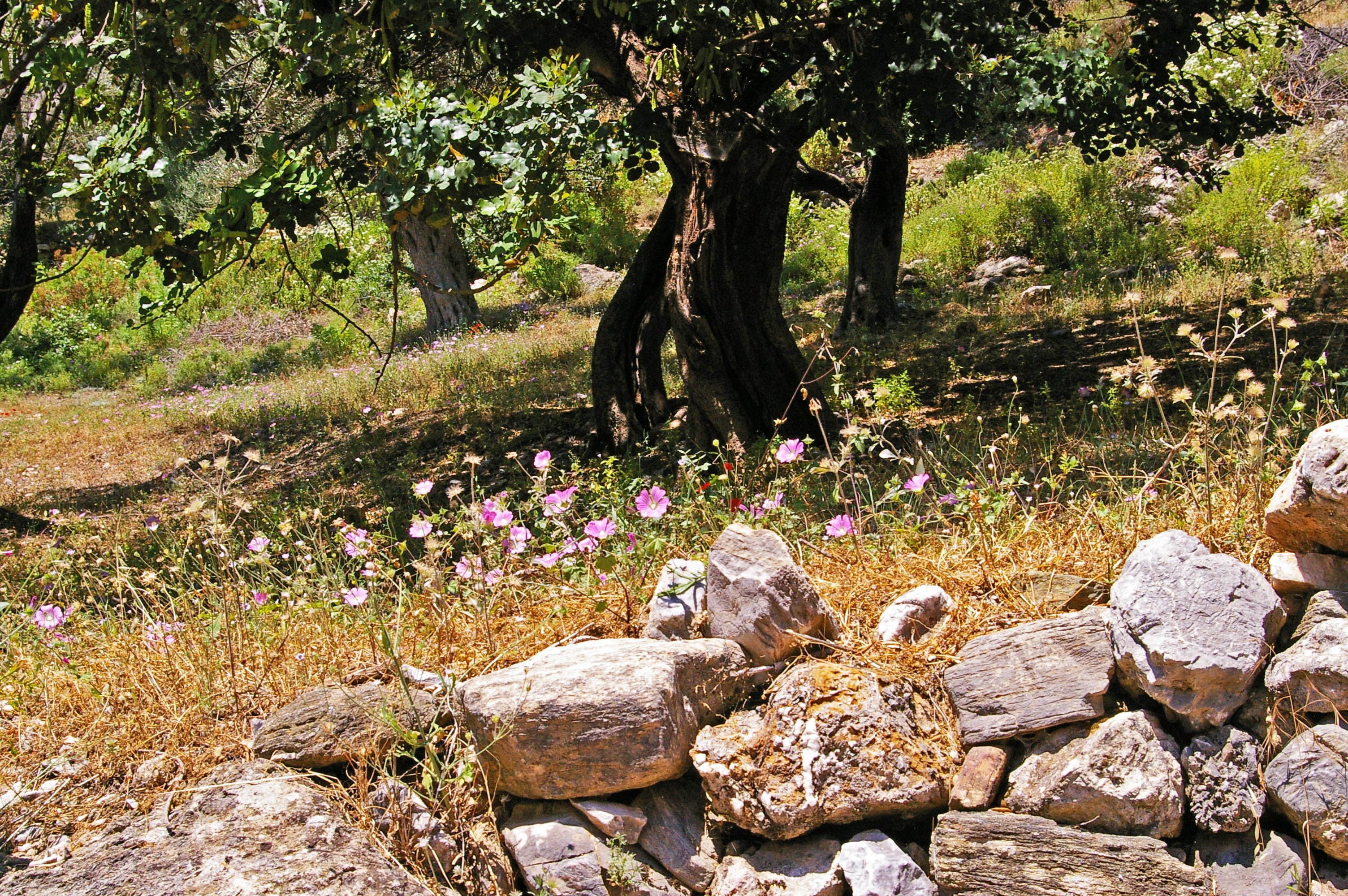 tranquil scene, 2K, grass, solid, tree, stone - object, land, leaves, no people, eat, food, old, olive tree, nutrition, heat, rock - object, field, day, HD Wallpaper