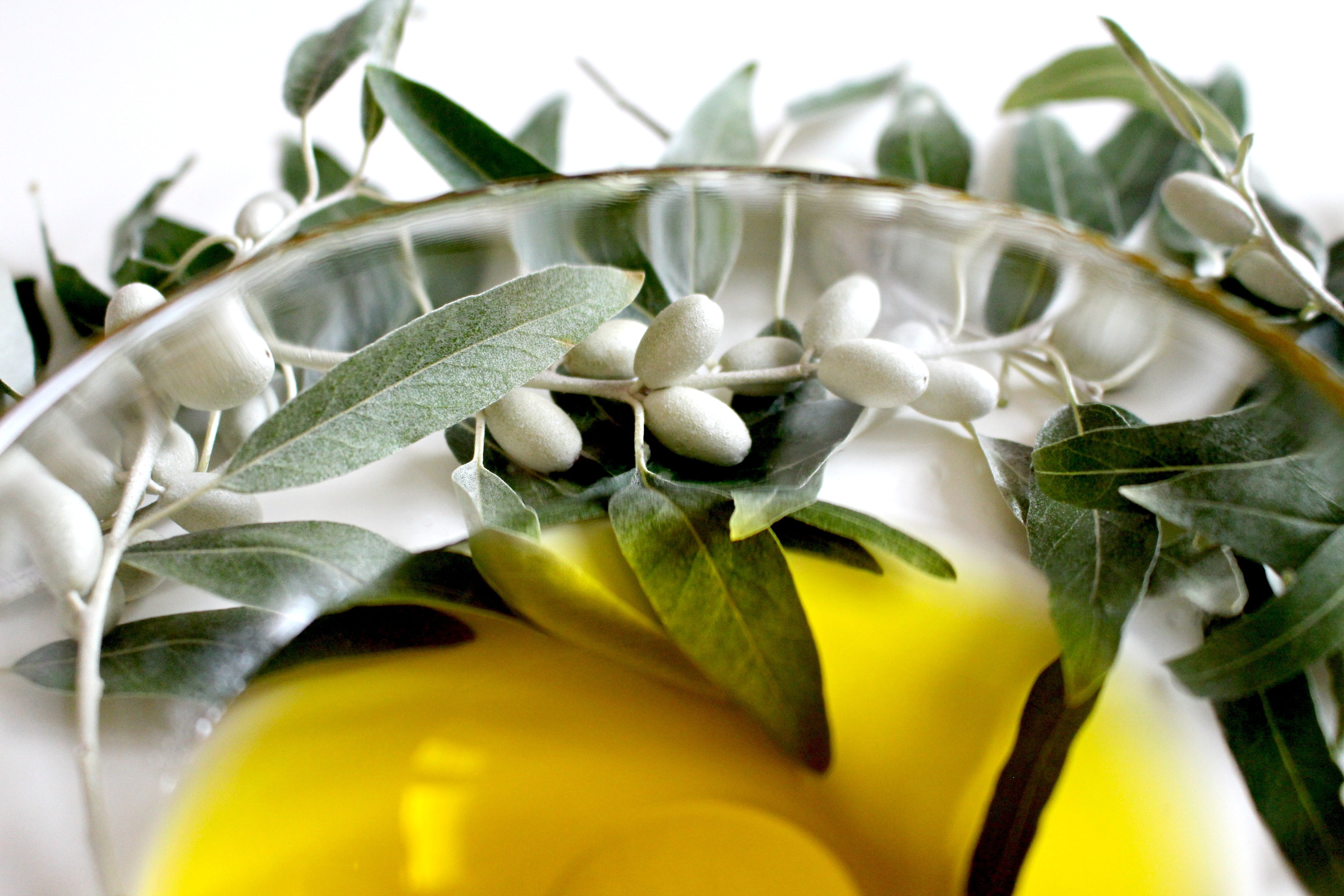 white, nutrition, photo, bowl, delicacy, 4K, glass, plant, mediterranean, italy, olive oil, flower, flower head, close-up, food and drink, leaf, olive garden, HD Wallpaper