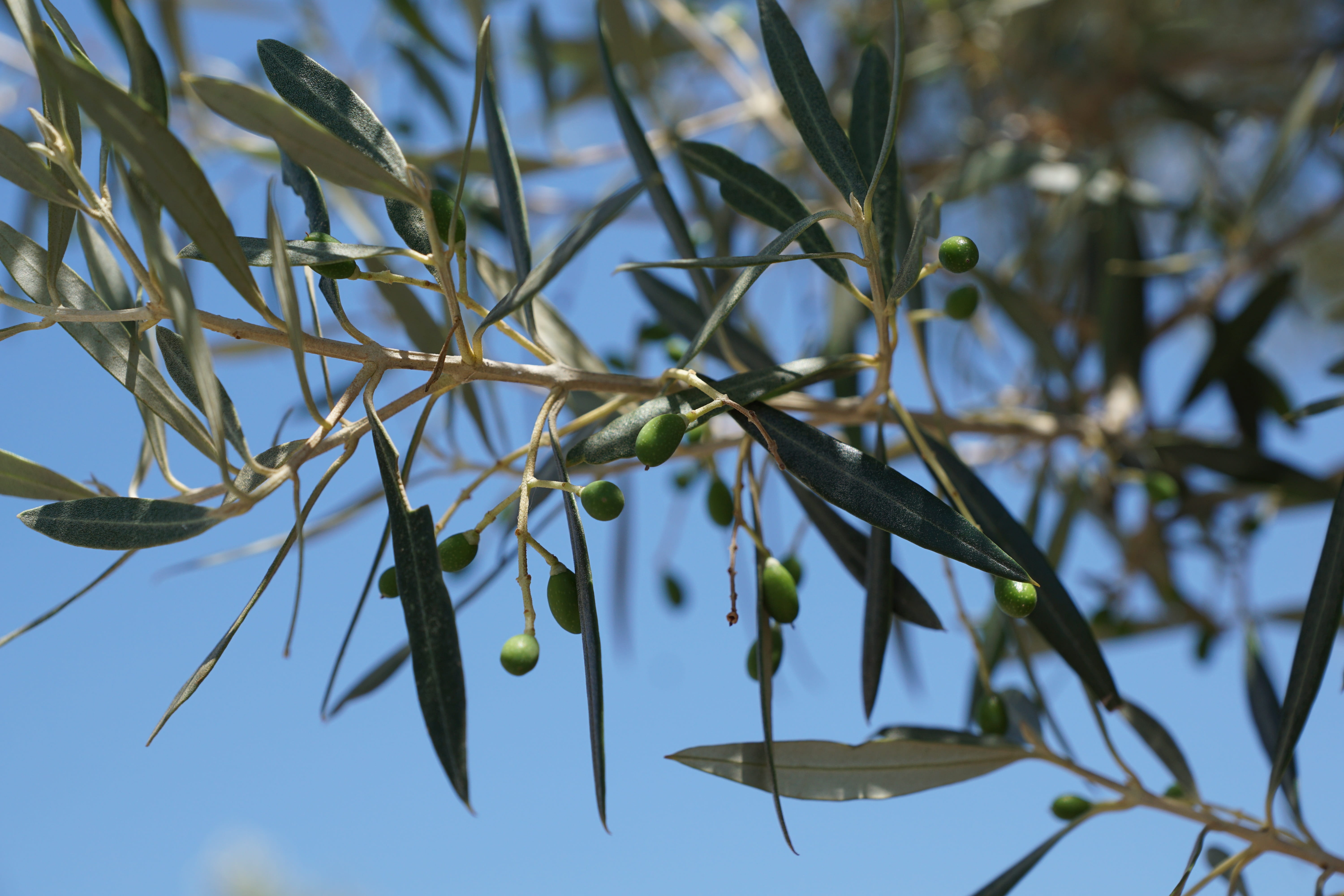 food and drink, beautiful, fruit, womens day, freshness, branch, relaxation, cellular, day, aroma, plant, 5K, easter, gift, olive, olives, park, healthy eating, HD Wallpaper