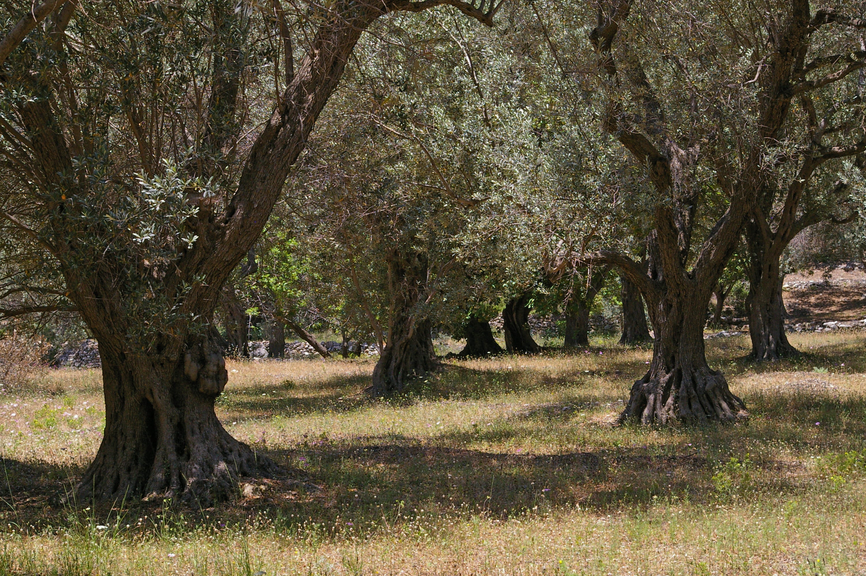 log, trunk, meadow, samos, feed, healthy, forest, scenics - nature, olive trees, old, oil, tree trunk, vacations, food, plantation, summer, kitchen, grass, HD Wallpaper