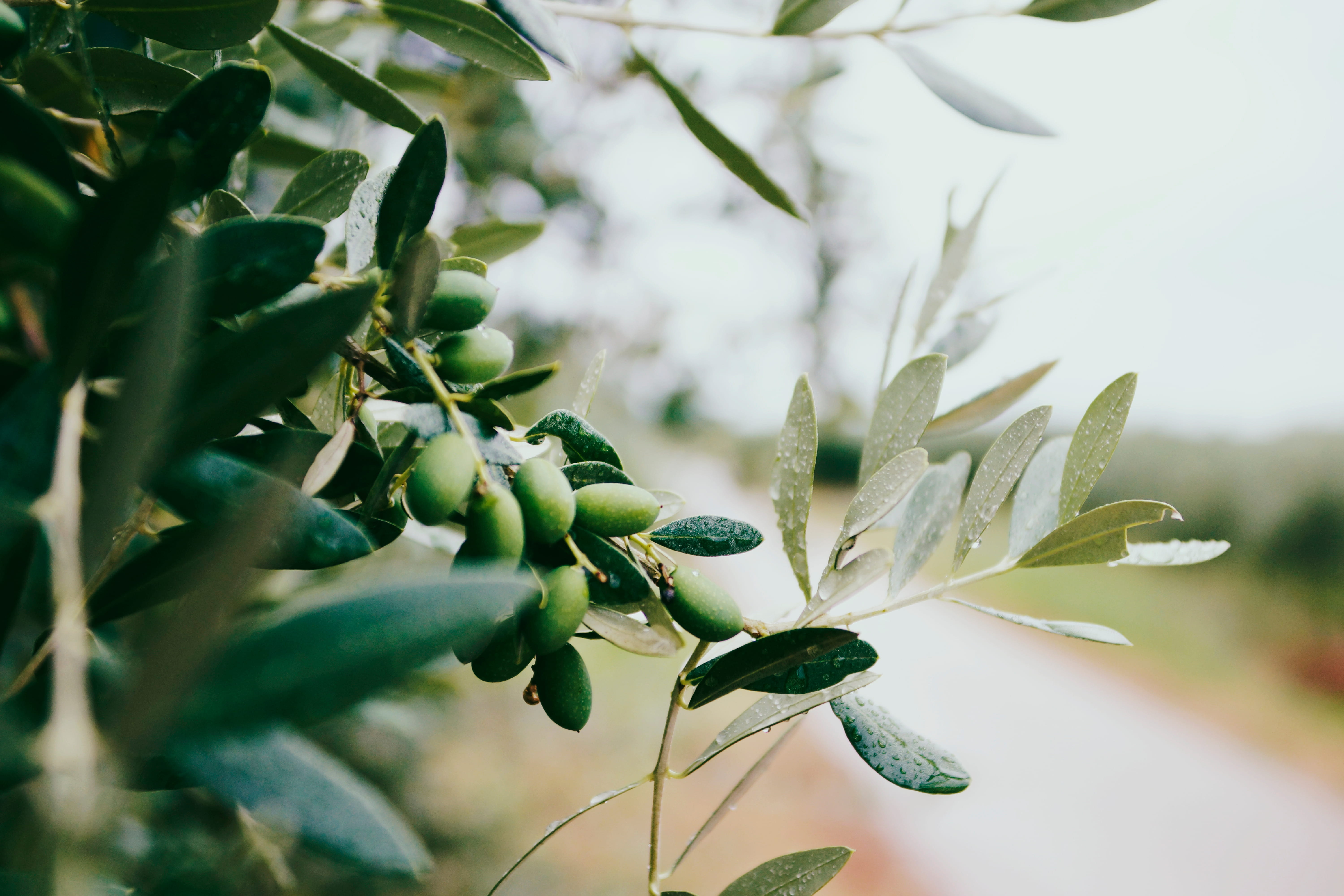 summer, rain, plantation, organic, foliage, fruit, green Color, freshness, olive, branch, photography, green, vegetable, plant, bokeh, outdoors, season, HD Wallpaper
