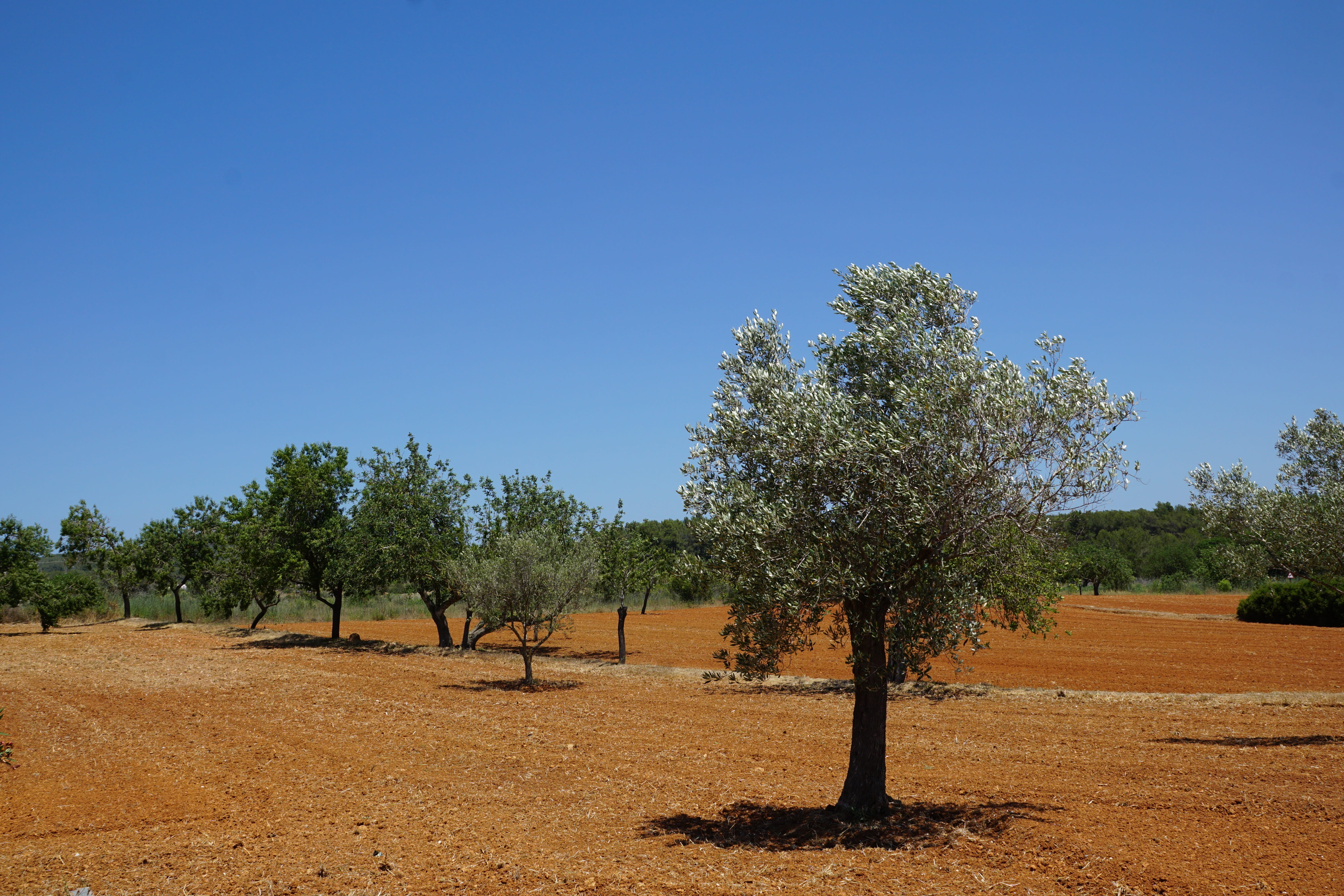 land, Olives, sunlight, field, day, tree, tranquility, growth, semi-arid, environment, Plant, tranquil scene, landscape, nature, scenics, rural scene, no people, HD Wallpaper