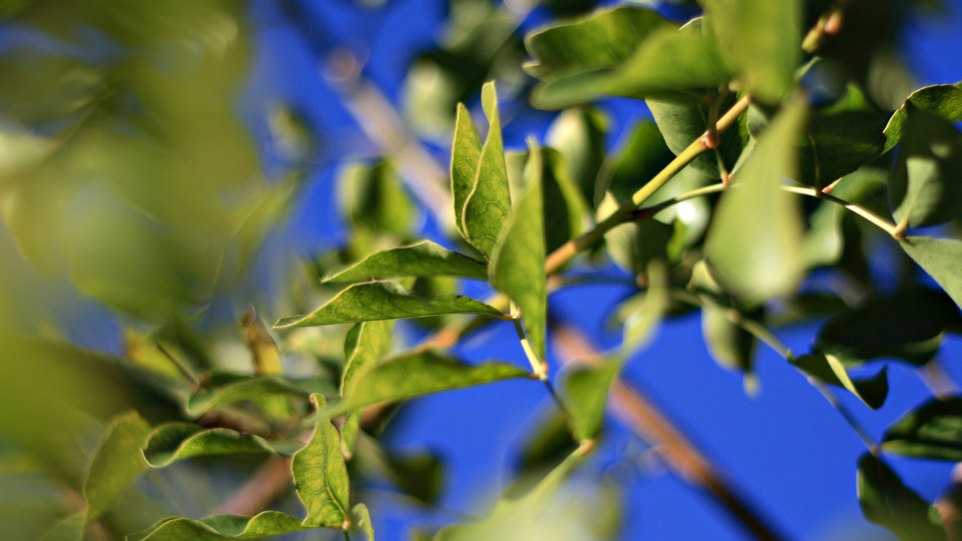 Twigs, tree, 1080P, no people, plant part, selective focus, outdoors, olive tree, green color, growth, Green, ripe, fruit, Leaves, food and drink, leaf, HD Wallpaper
