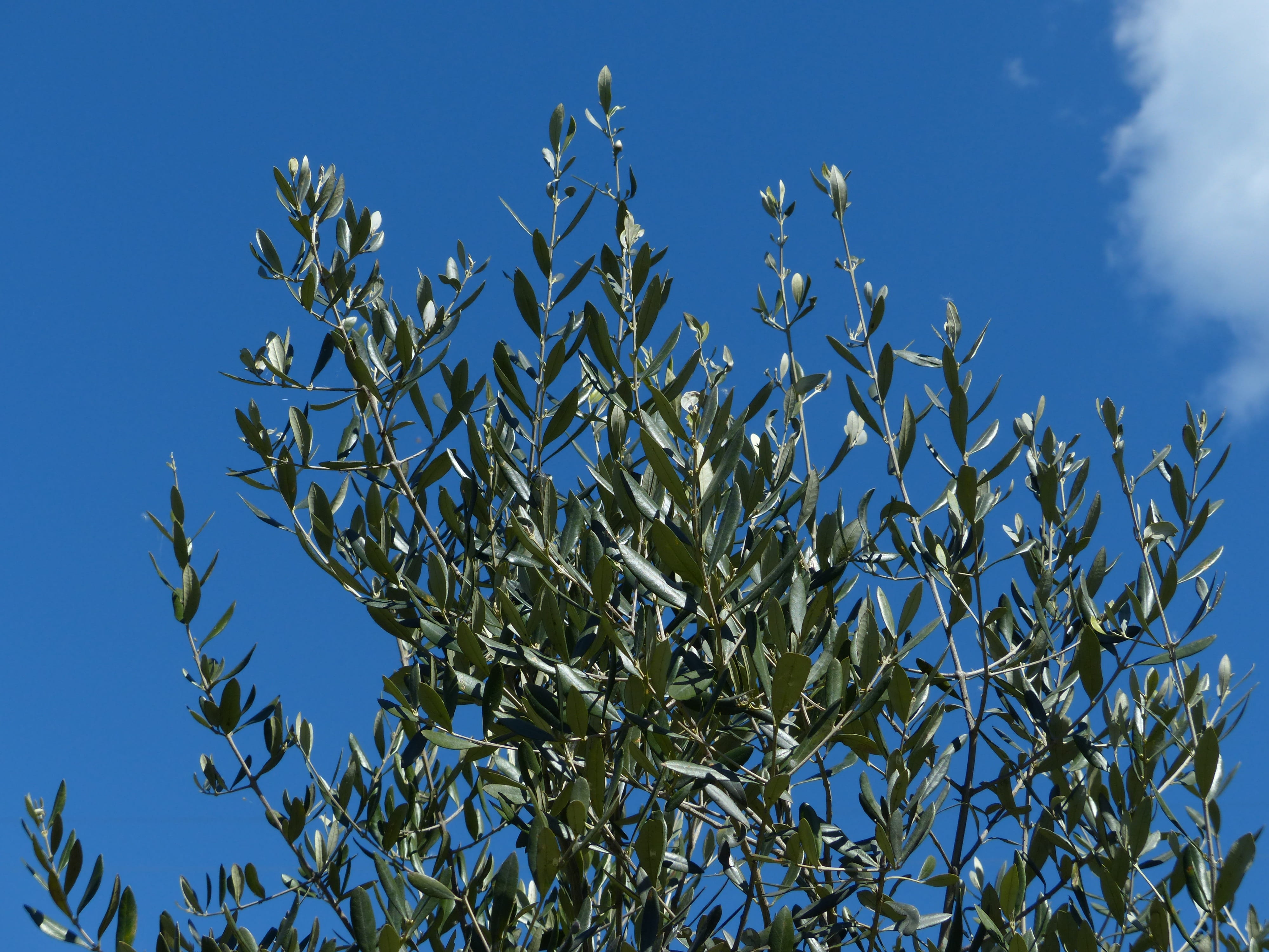 food, low angle view, crop, leaf, nature, outdoors, leaves, no people, day, olea europaea, sunlight, branch, beauty in nature, oleaceae, olive crop, agriculture, HD Wallpaper
