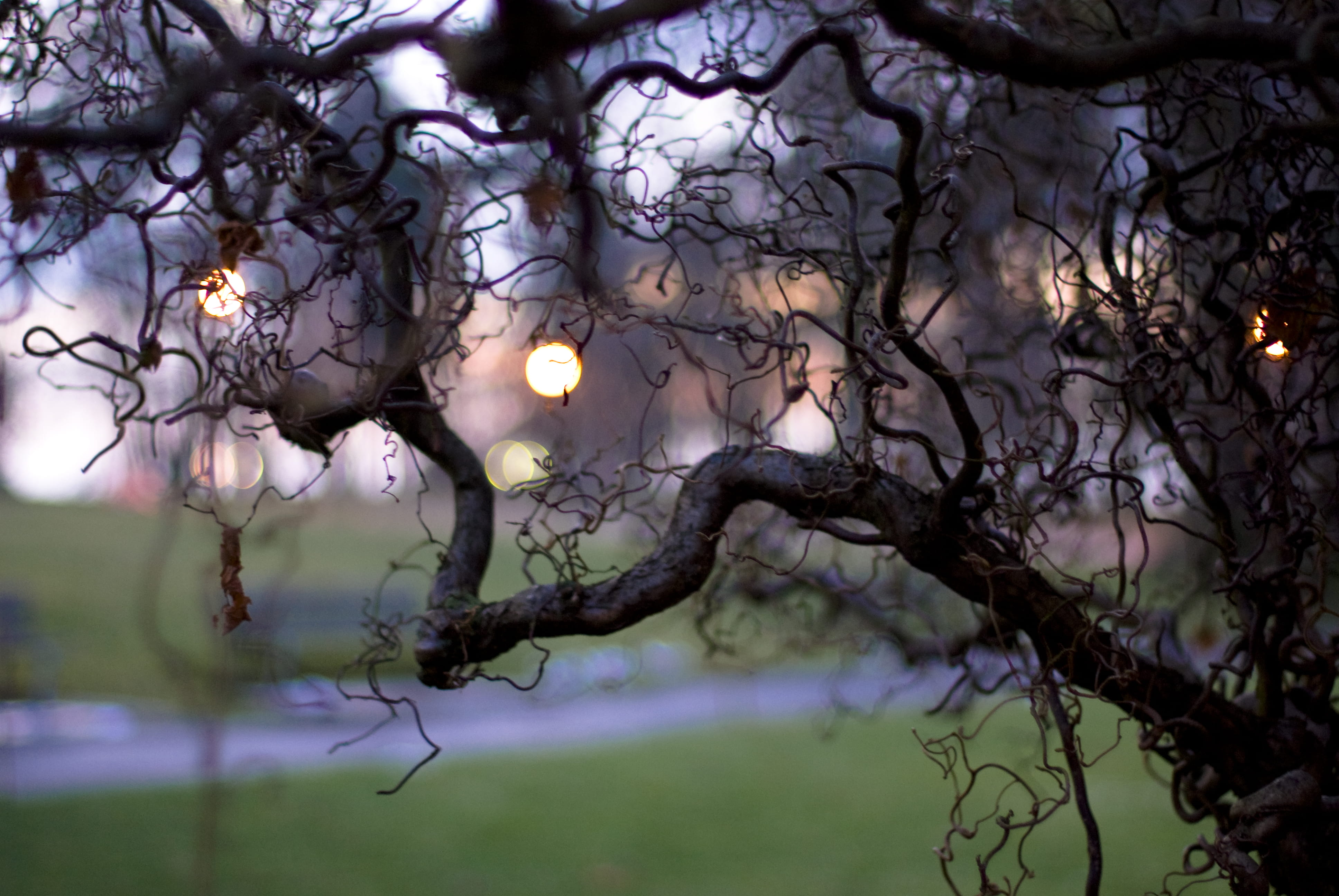 purple, scenics - nature, outdoors, sky, tree, bokeh, tranquil scene, 4K, focus on foreground, golden hour, bare tree, bend, lens flare, sunset, reflection, HD Wallpaper