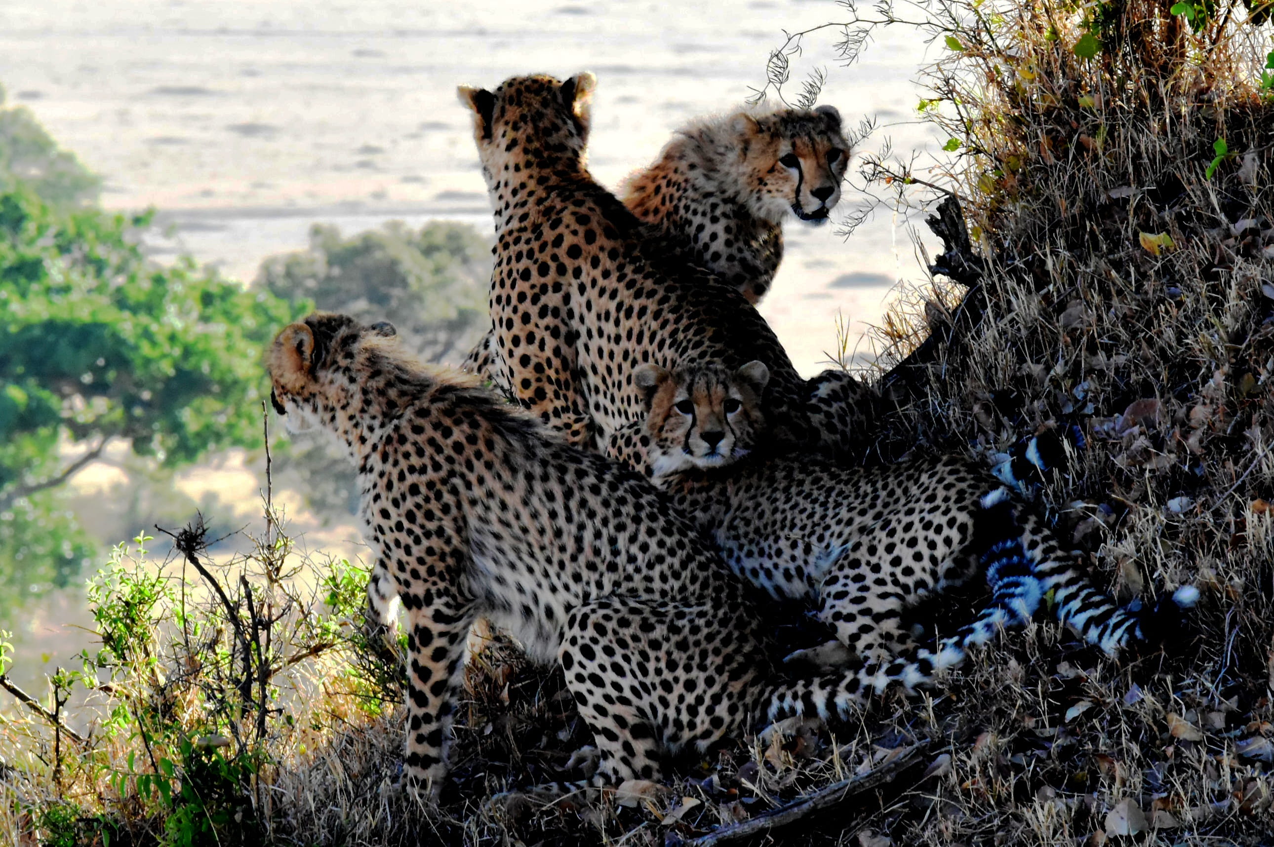 no people, wild animals, animals in the wild, daytine, animals, cat, cheetah, close-up, fur, family, big cat, vertebrate, wilderness, animal themes, animal, HD Wallpaper