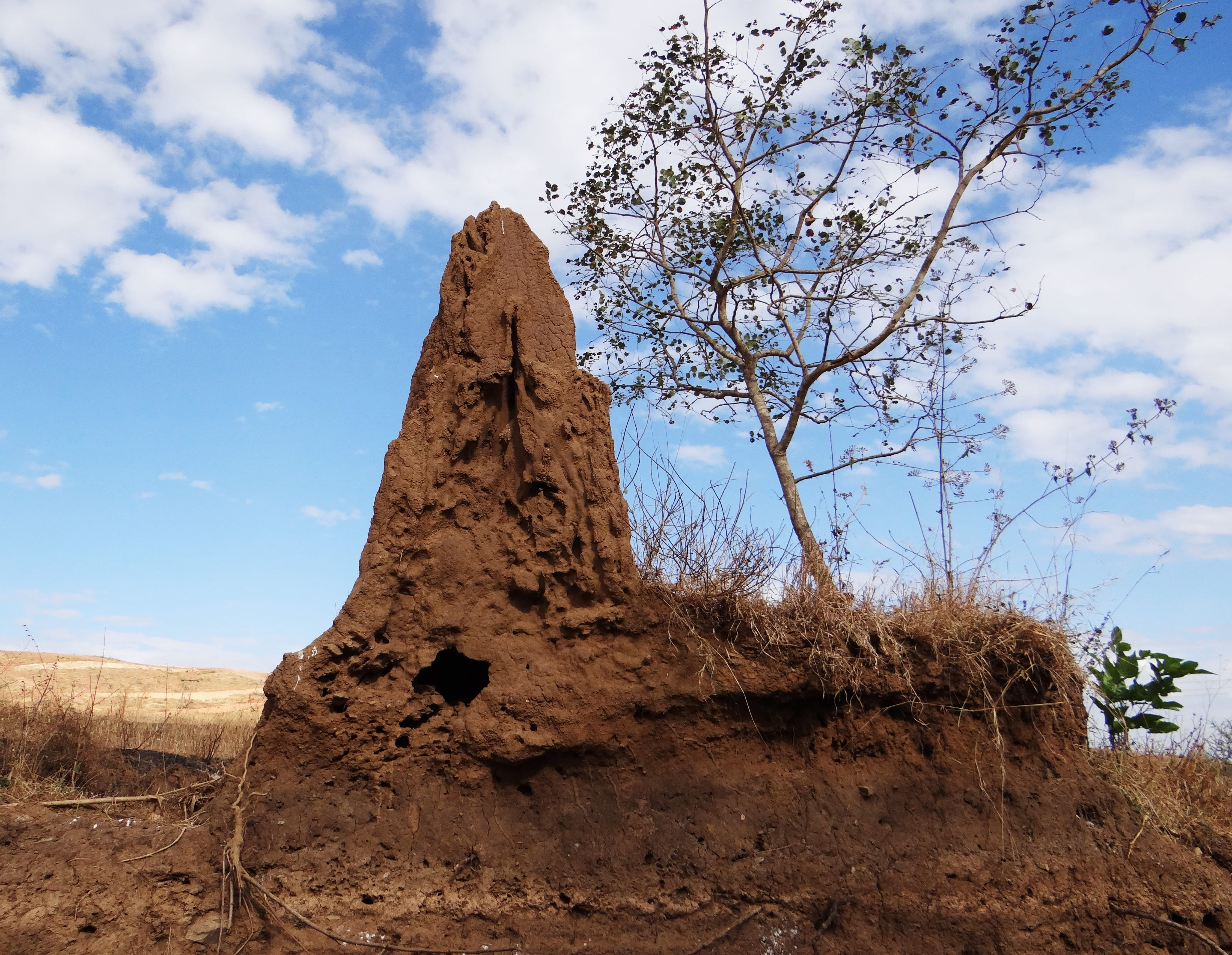 termites nest, non-urban scene, travel, 4K, low angle view, landscape, climate, Hill, geology, termites, eroded, arid climate, termite hill, desert, physical geography, HD Wallpaper