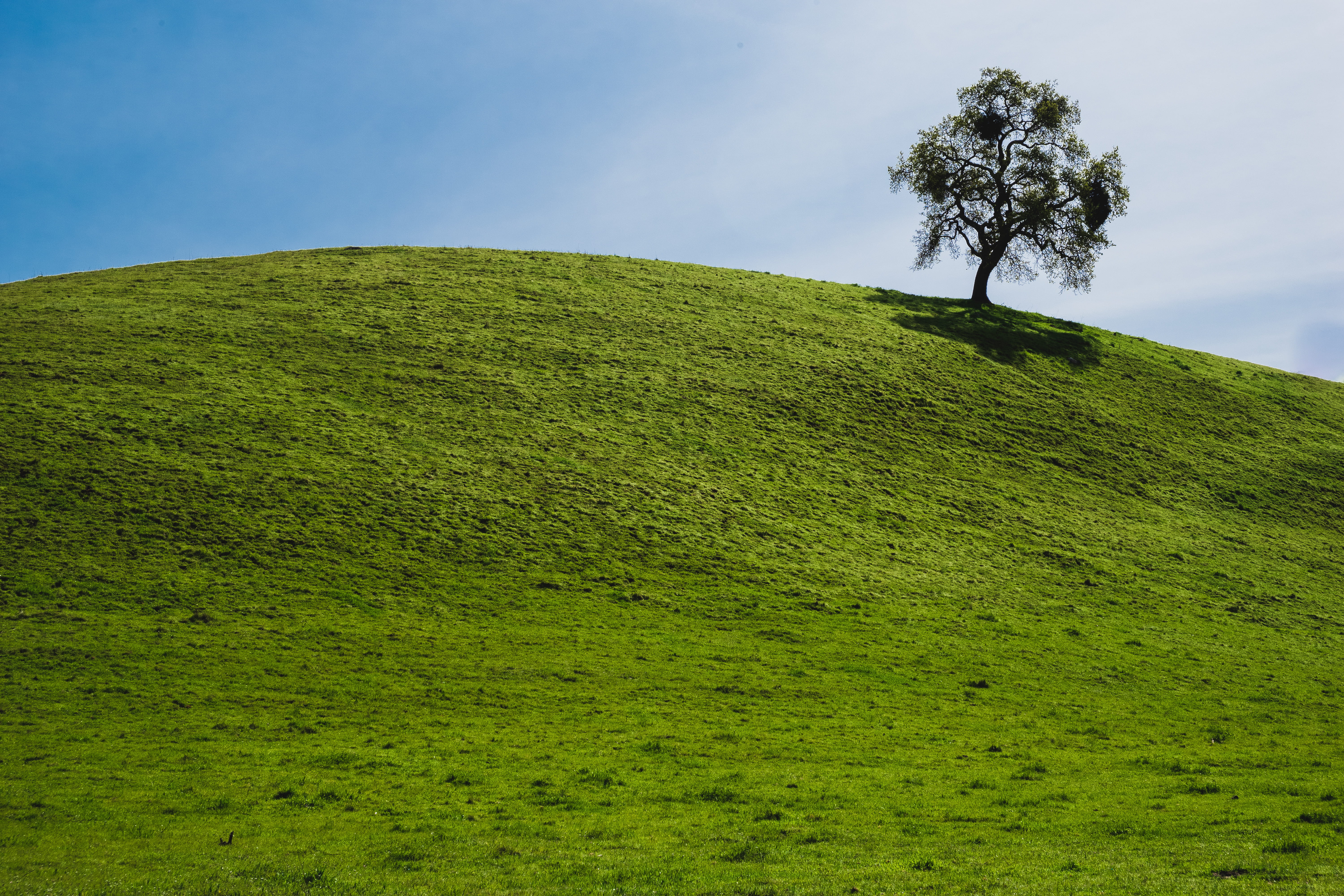 usa, sunol wilderness, 5K, beauty in nature, non-urban scene, ca, lone, tranquility, day, tranquil scene, hill, cloud - sky, oak, tree, grassland, mound, HD Wallpaper