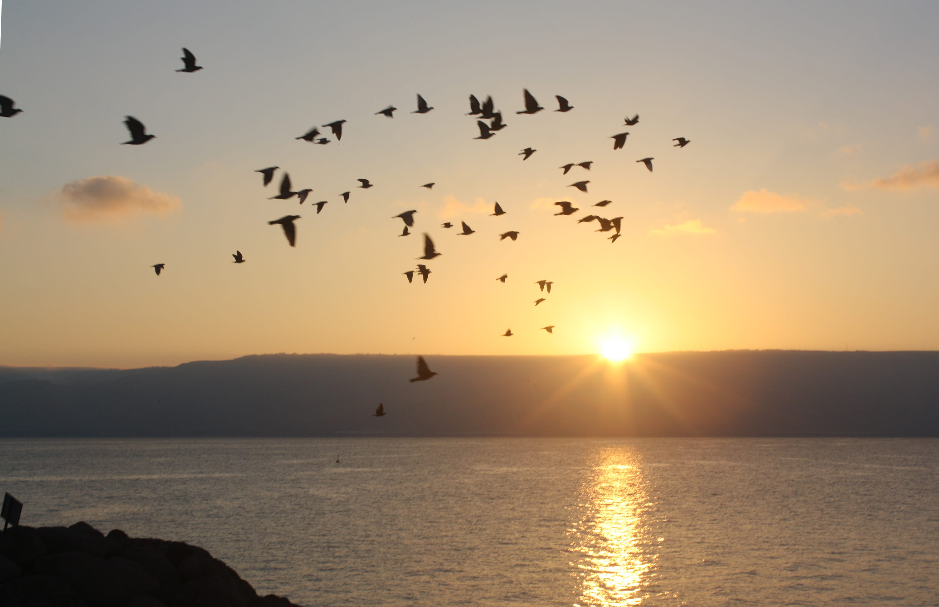 group of animals, sunset, silhouette, jewish, sunlight, israel, 2K, flying, large group of animals, outdoors, bird, vertebrate, nature, animal wildlife, HD Wallpaper